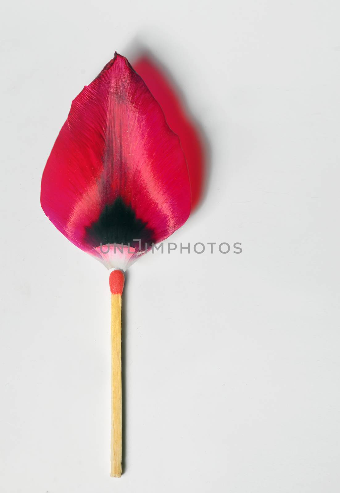 Burning match from tulip leaf concept