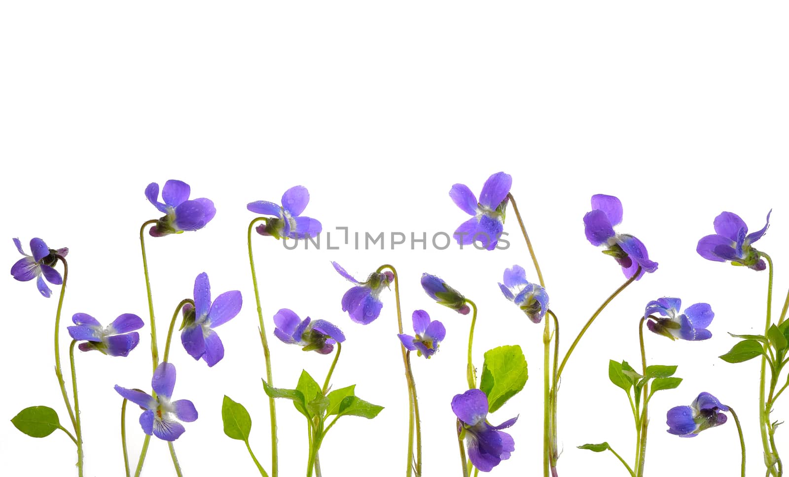 Viola odorata flowers on white background