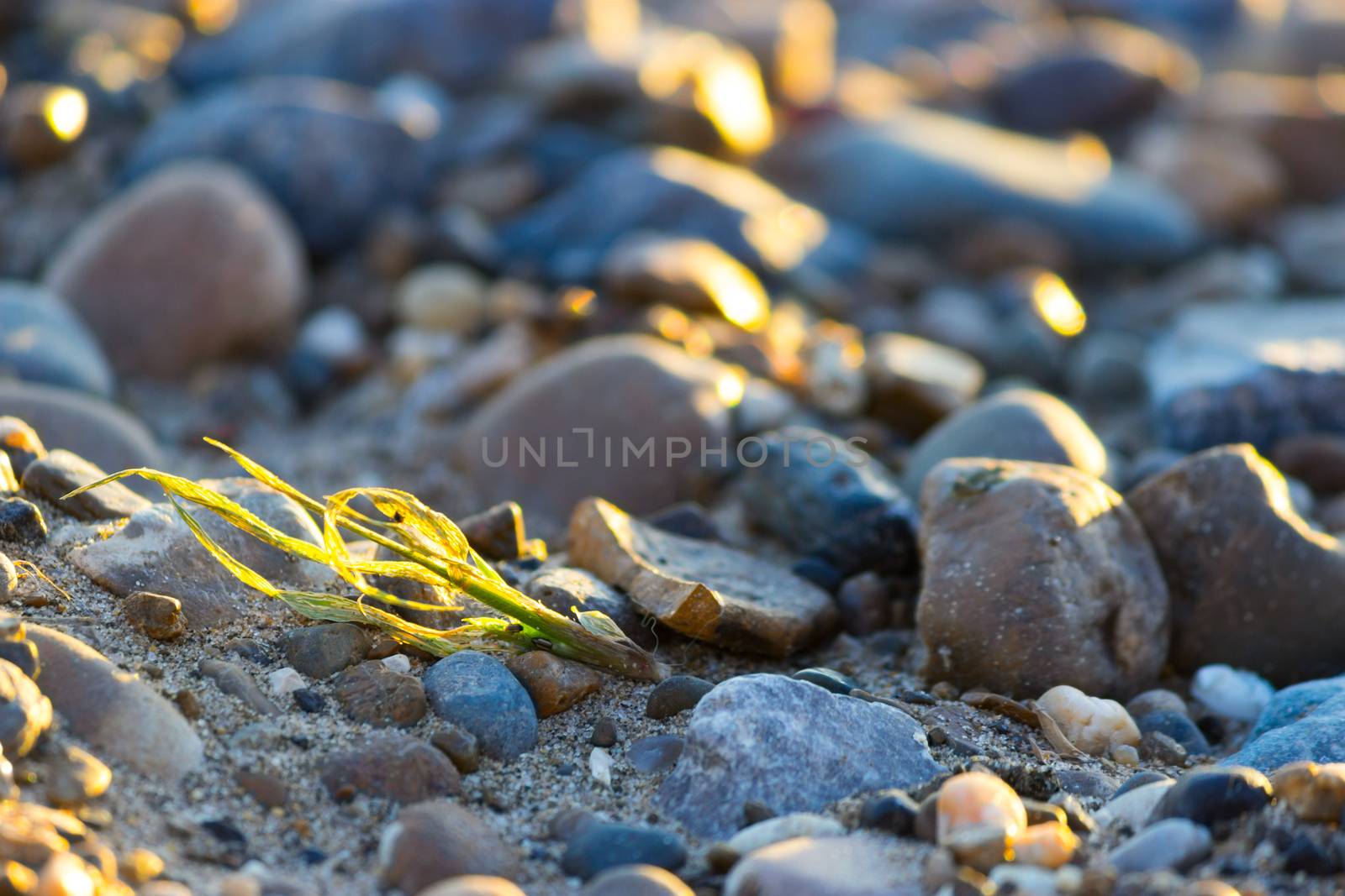 Close up of rounded and polished beach rocks