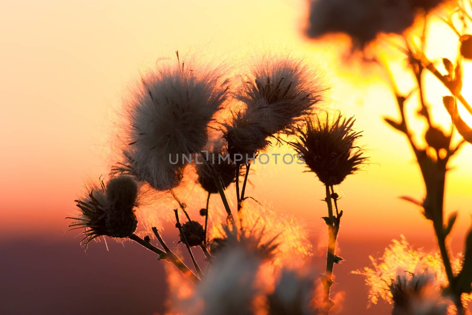 Cotton grass on a background of the sunset sky