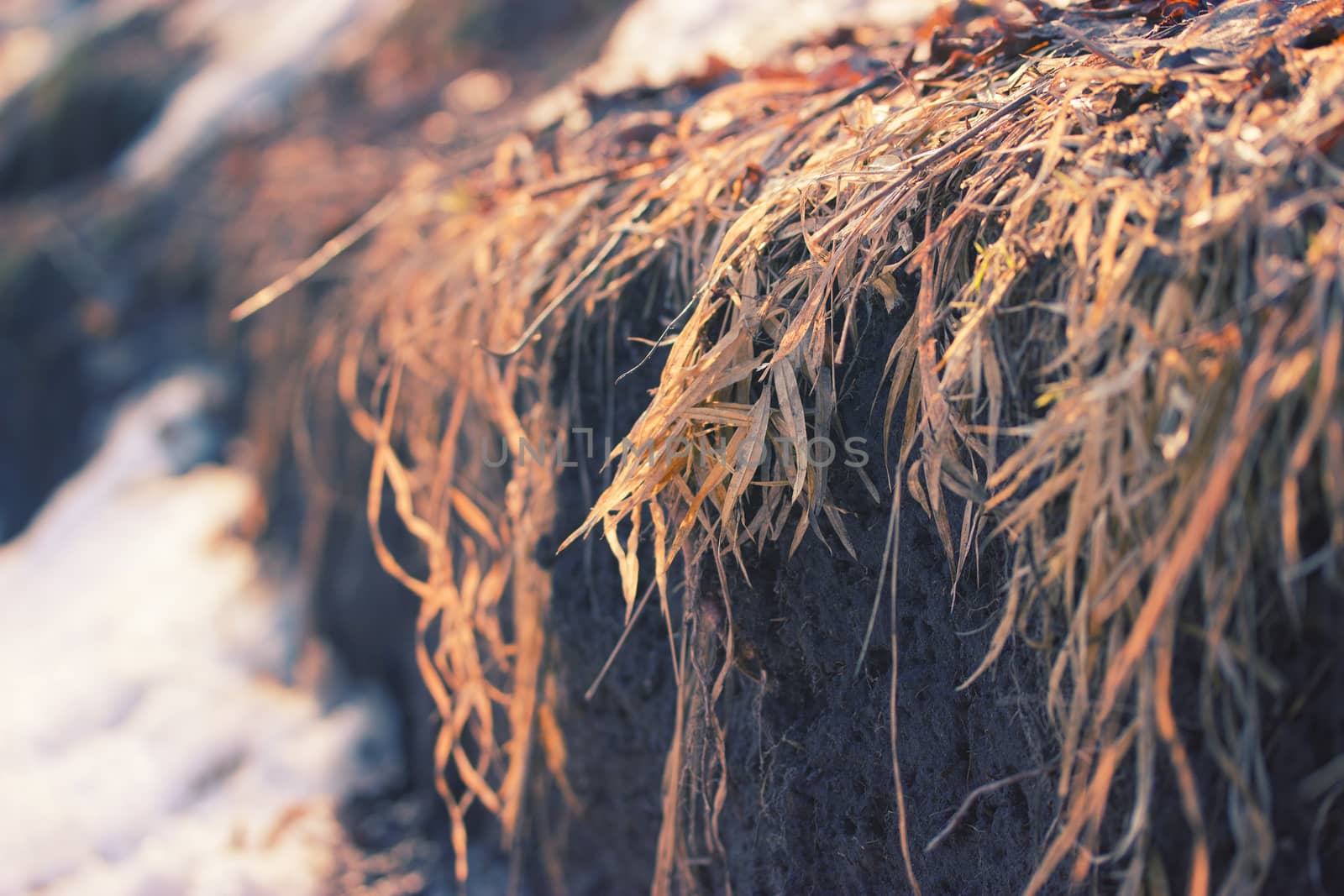 dry grass and a snowy field. close up