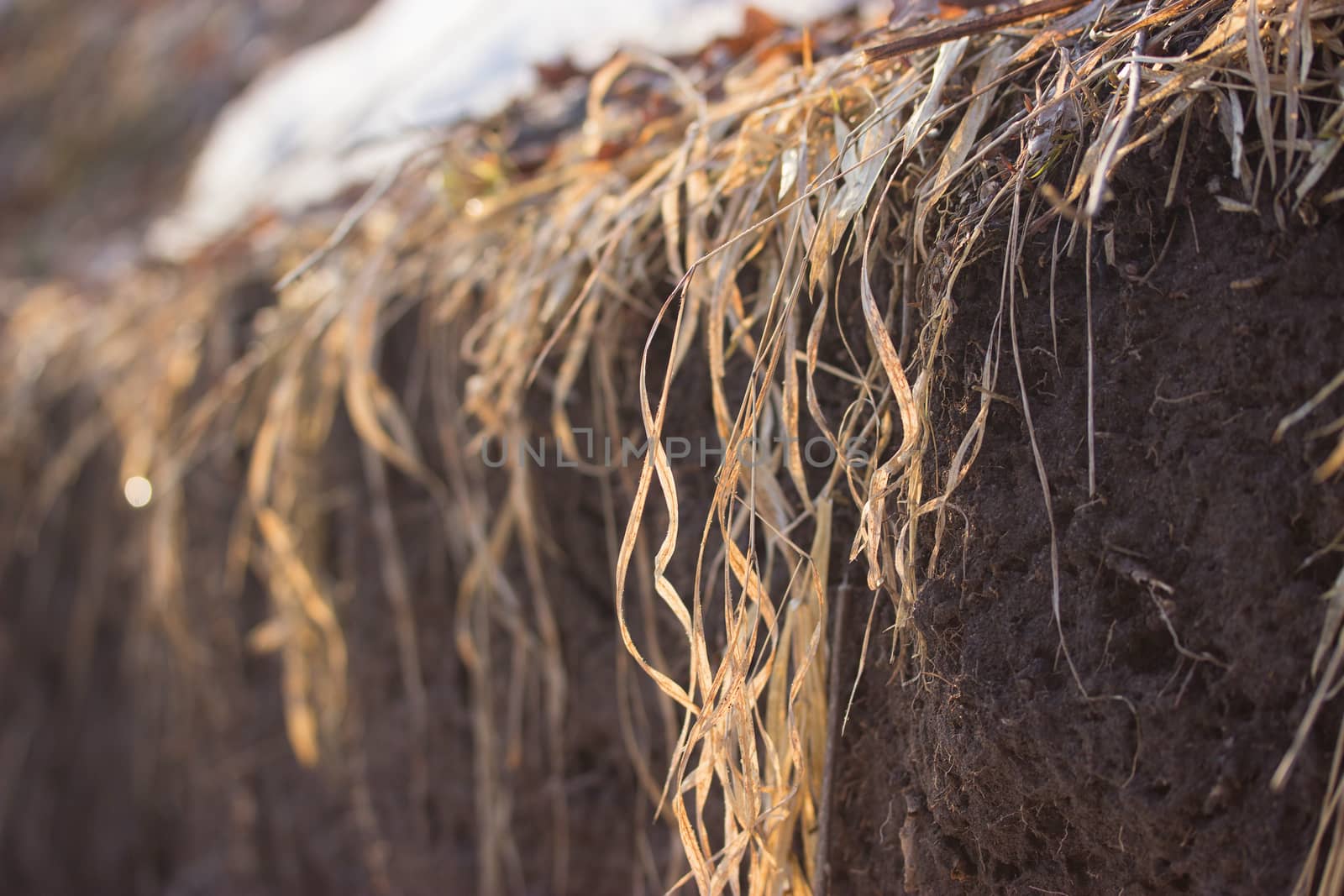 dry grass and a snowy field. close up