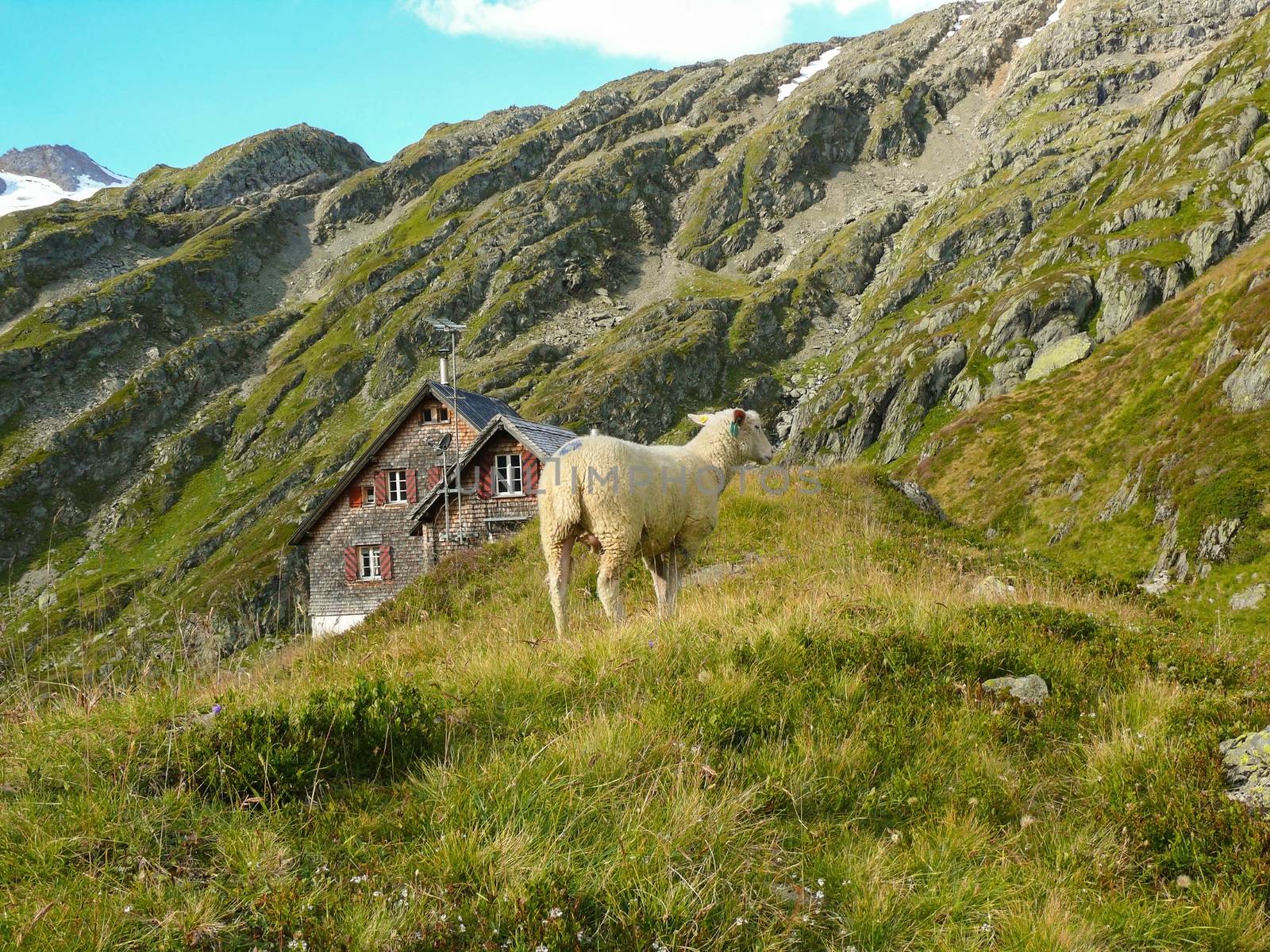 Sheep on alpine glacier mountain and gauli house on the Alpine glacier mountains in switzerland