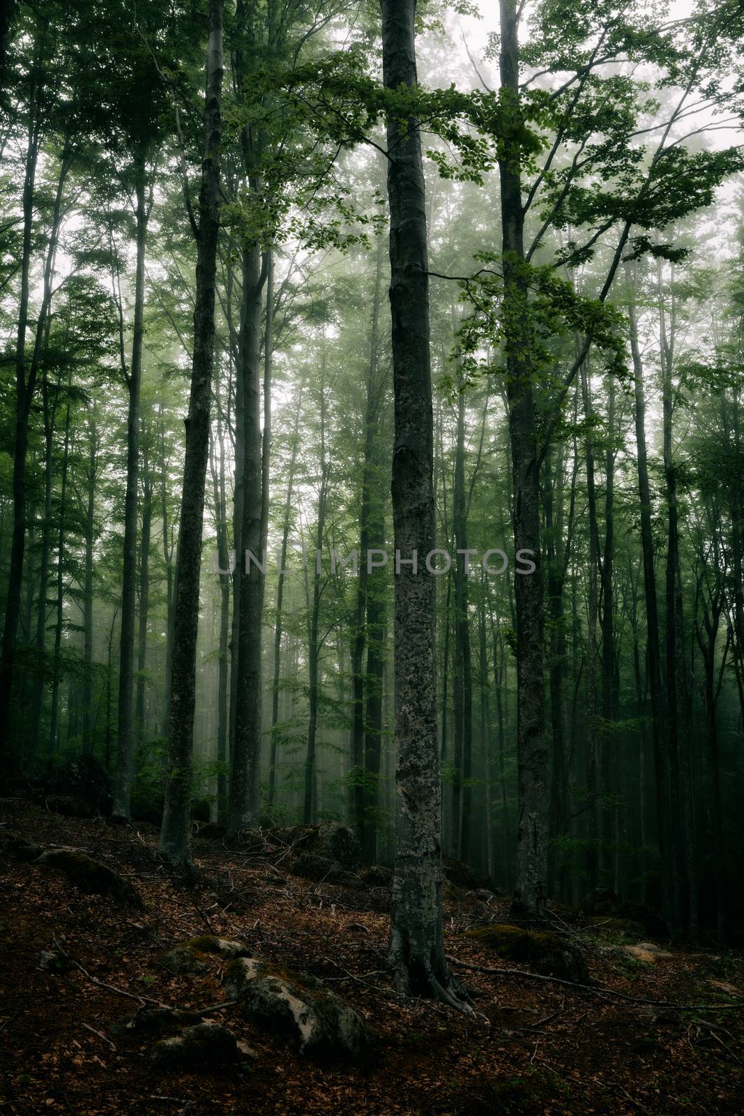 Mysterious dark atmosphere in the forest with fog