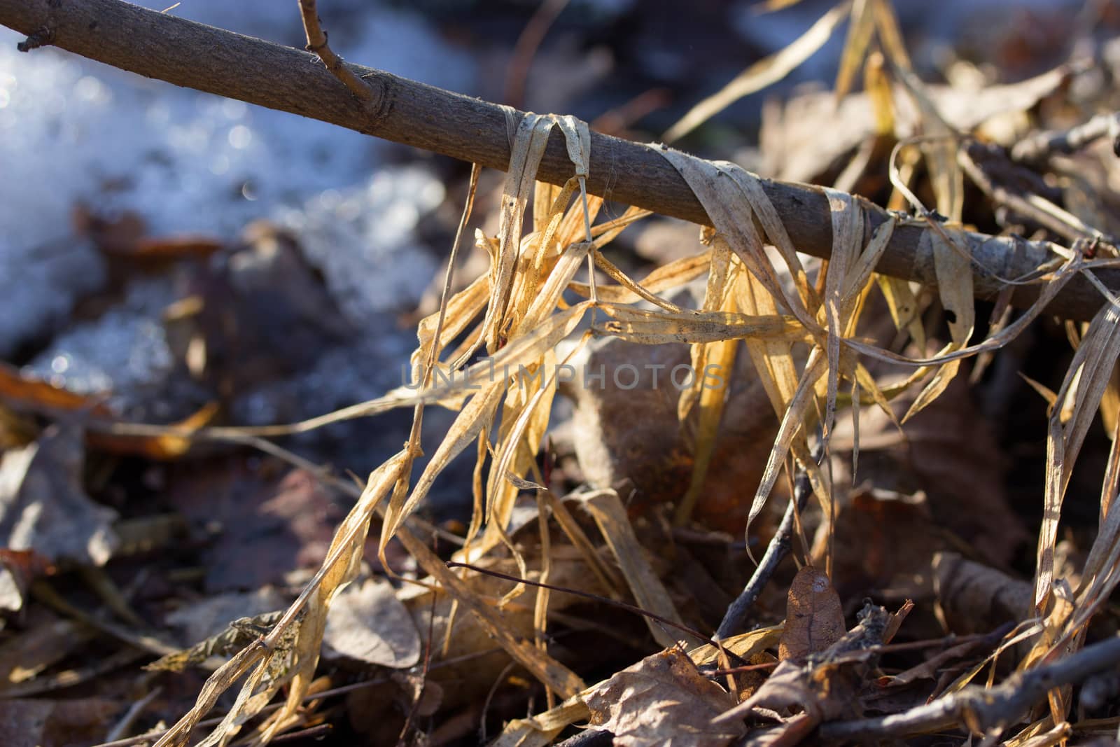 dry grass and a snowy field. close up