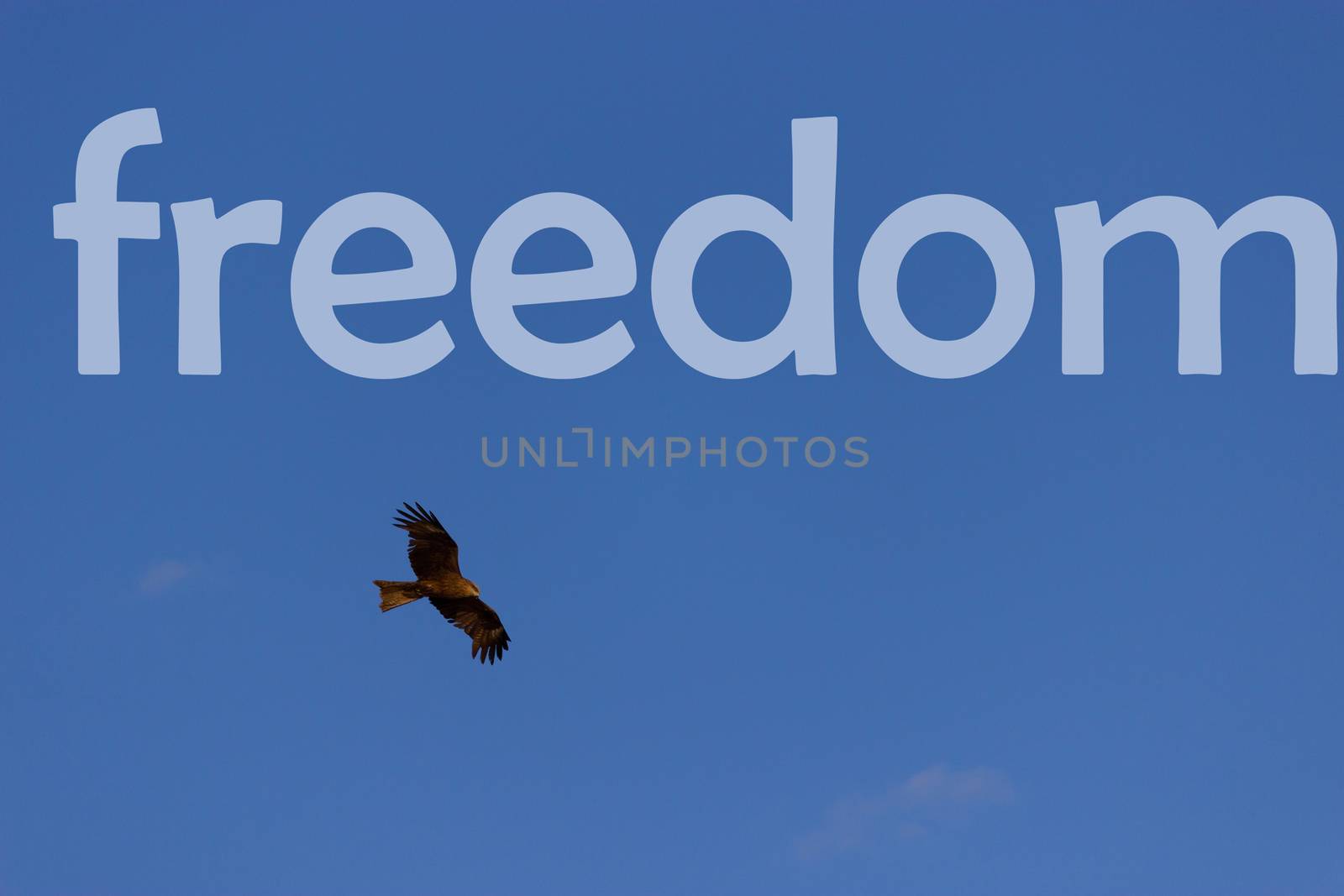 eagle in the blue sky. freedom word