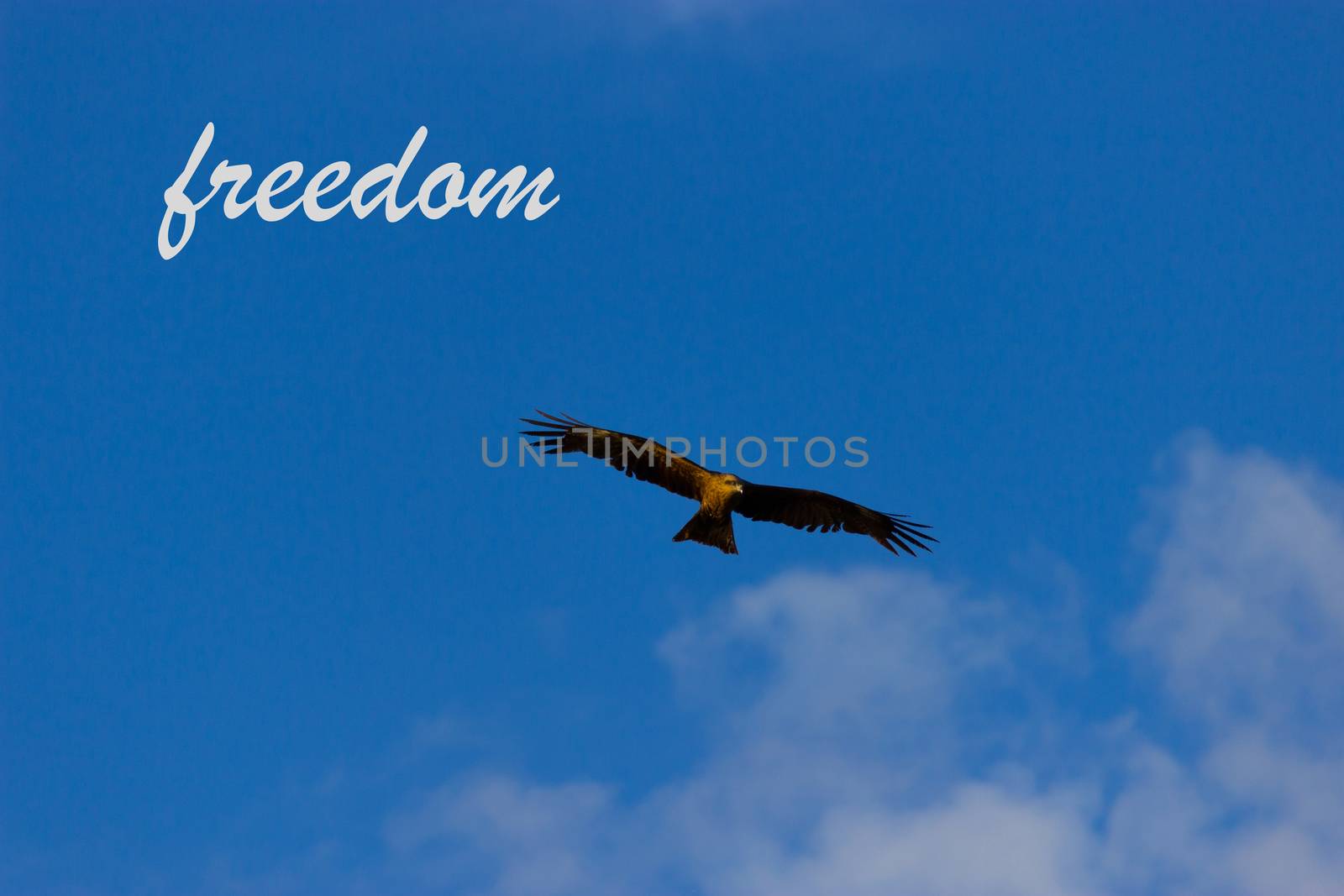 eagle in the blue sky by liwei12