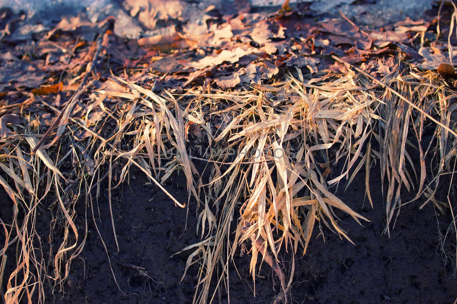 dry grass and a snowy field. close up