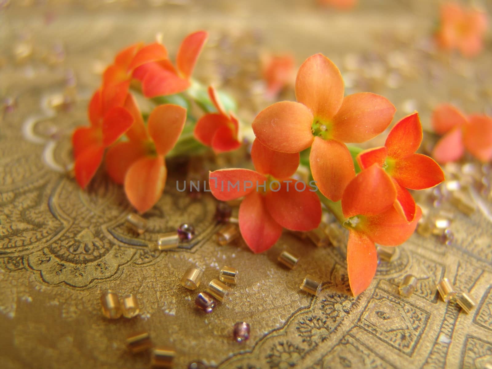 Orange Ixora flowers. Beautiful background