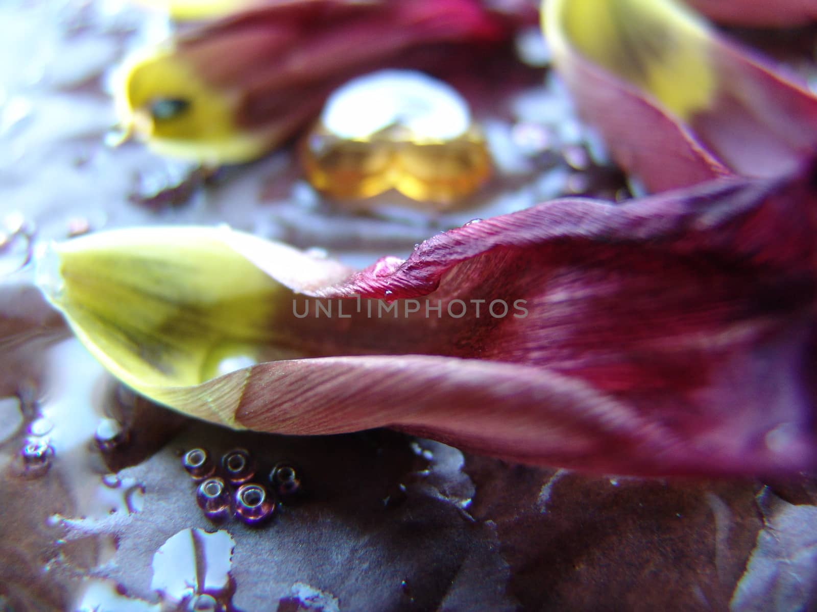 Petals of a tulip on a brown background by elena_vz