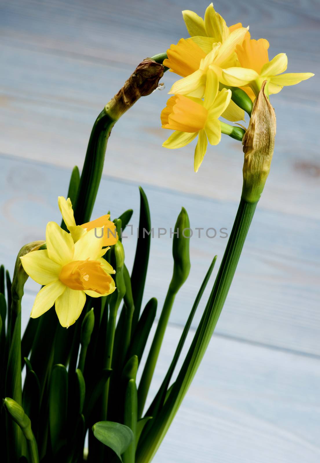 Bunch of Wild Yellow Daffodils with Buds closeup on Blurred Blue Wooden background