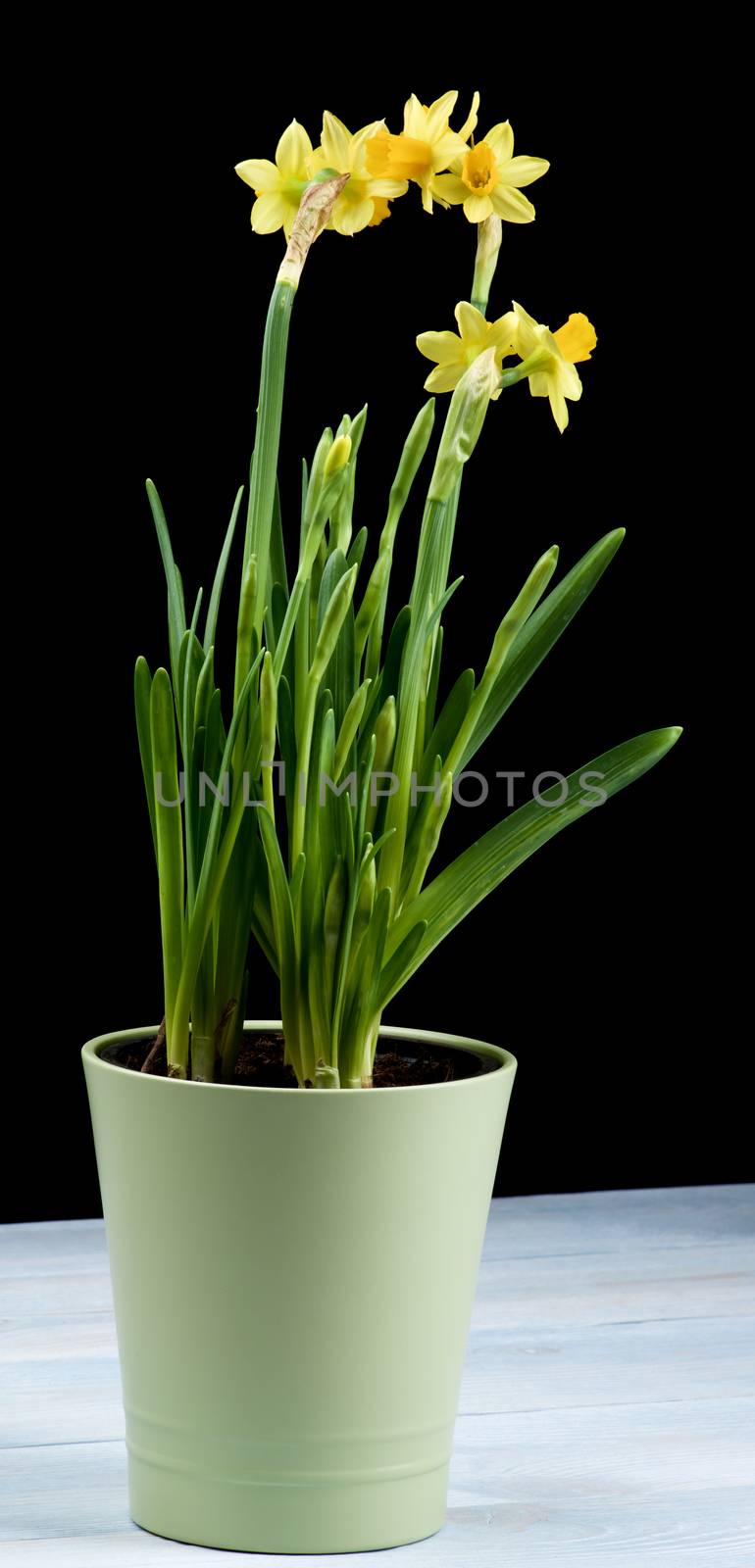 Bunch of Wild Yellow Daffodils with Buds in Green Flower Pot closeup Black and Blue Wooden background