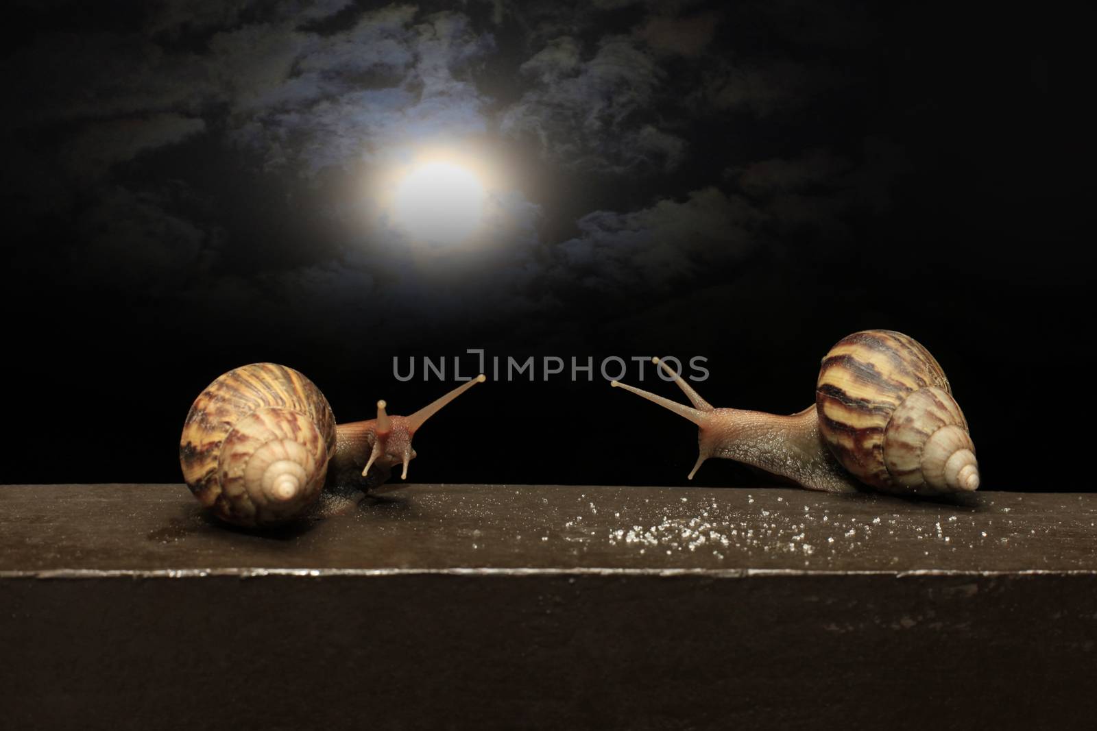 Two snails against the background of the night sky with the moon