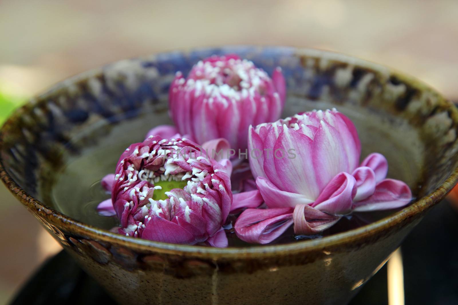 Pink flower in water close-up