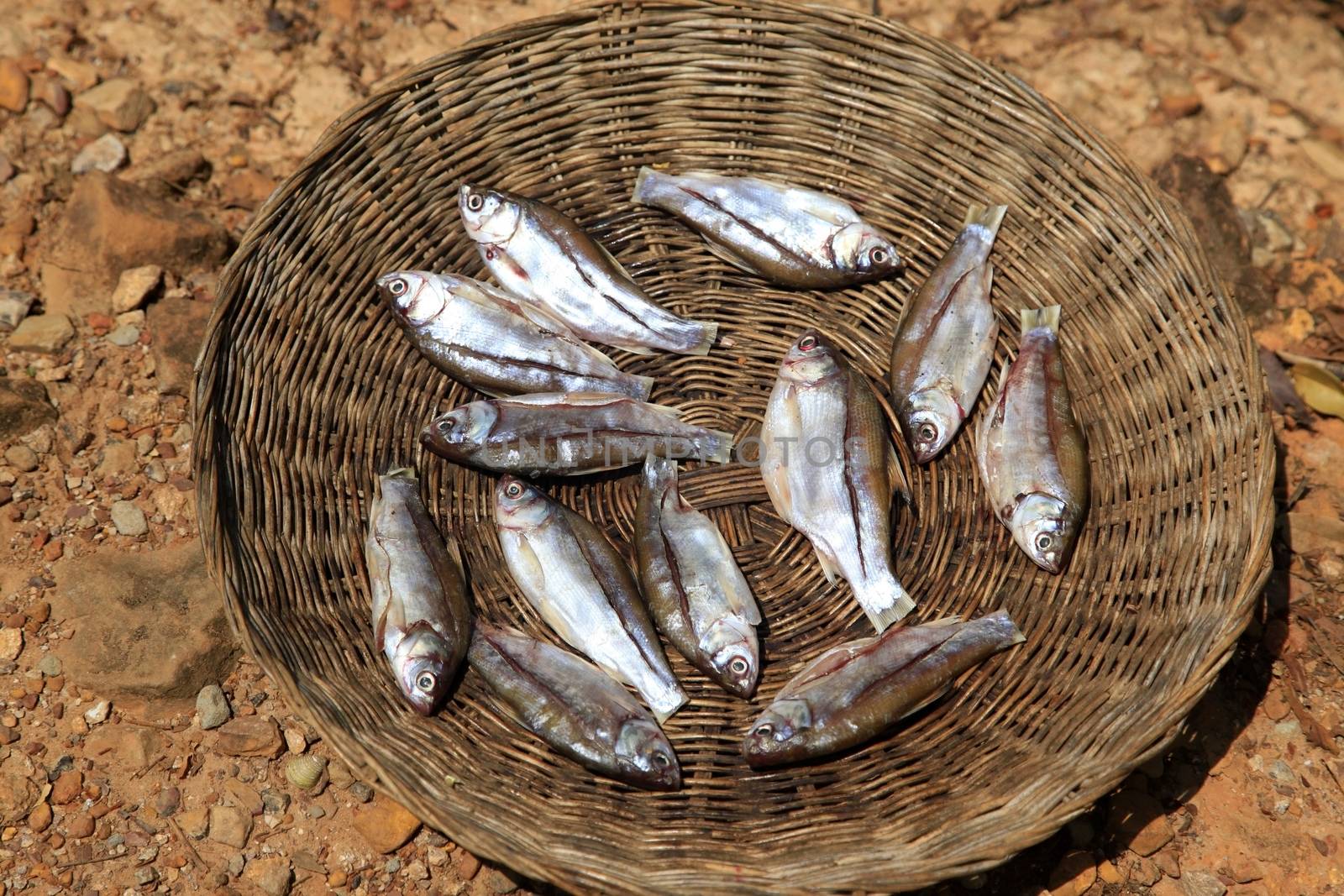 Traditional cooking of fish in Cambodia