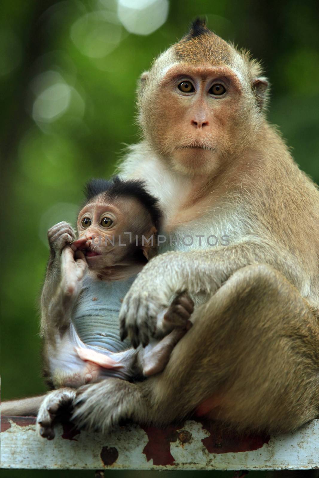 Family of monkeys. Cambodia