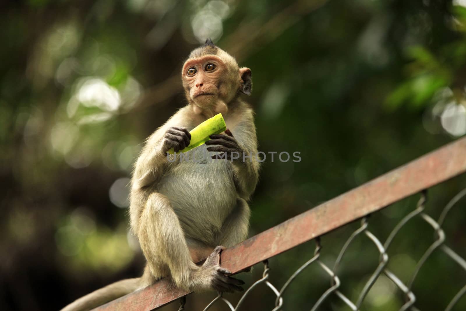 Portrait of the monkey. Cambodia