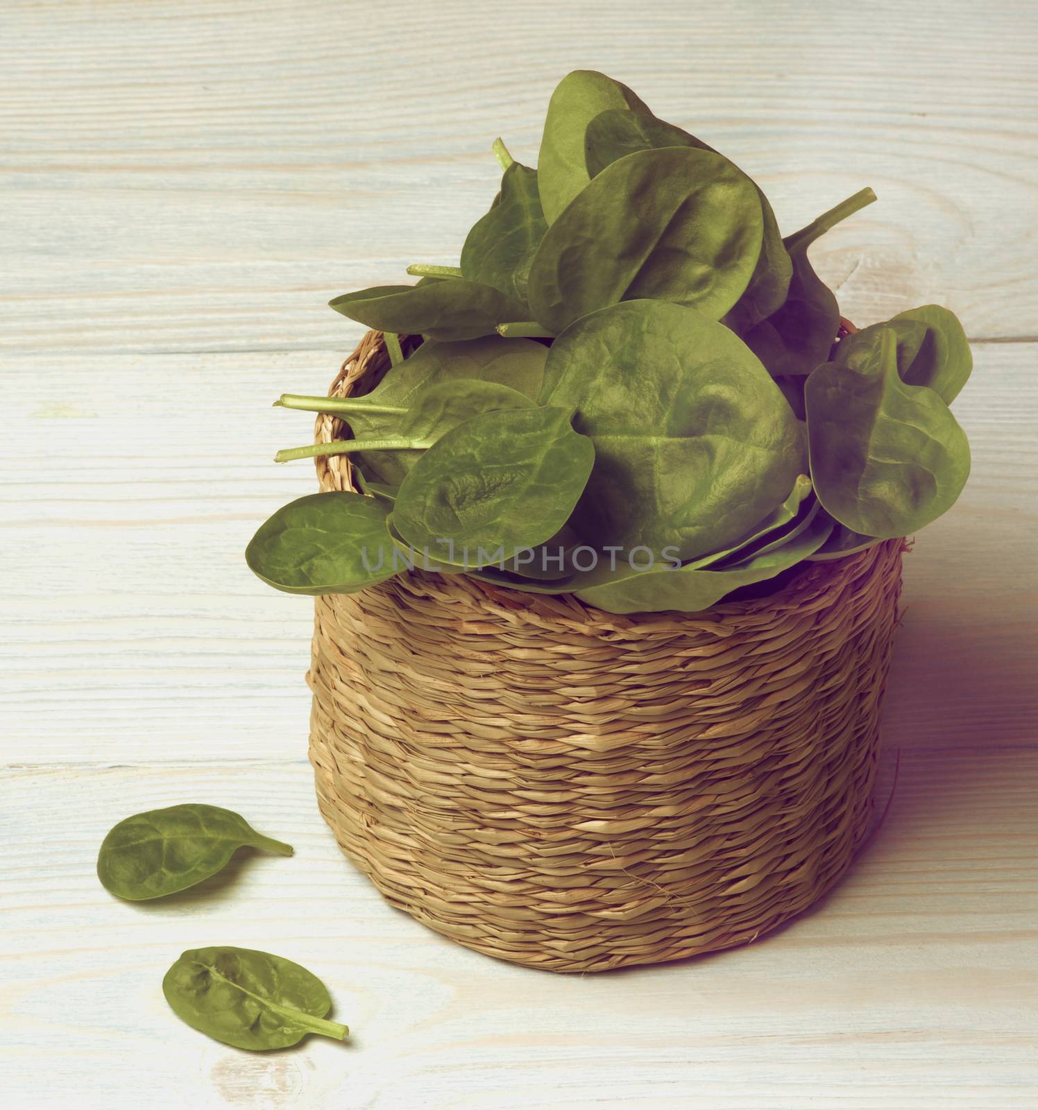 Arrangement of Small Raw Spinach Leafs in Wicker Cask closeup on Light Blue Wooden background. Retro Styled