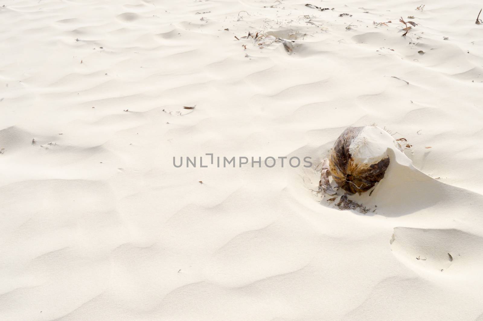 Coconut covered with fine sand by the wind on the beach of Bamburi in Kenya