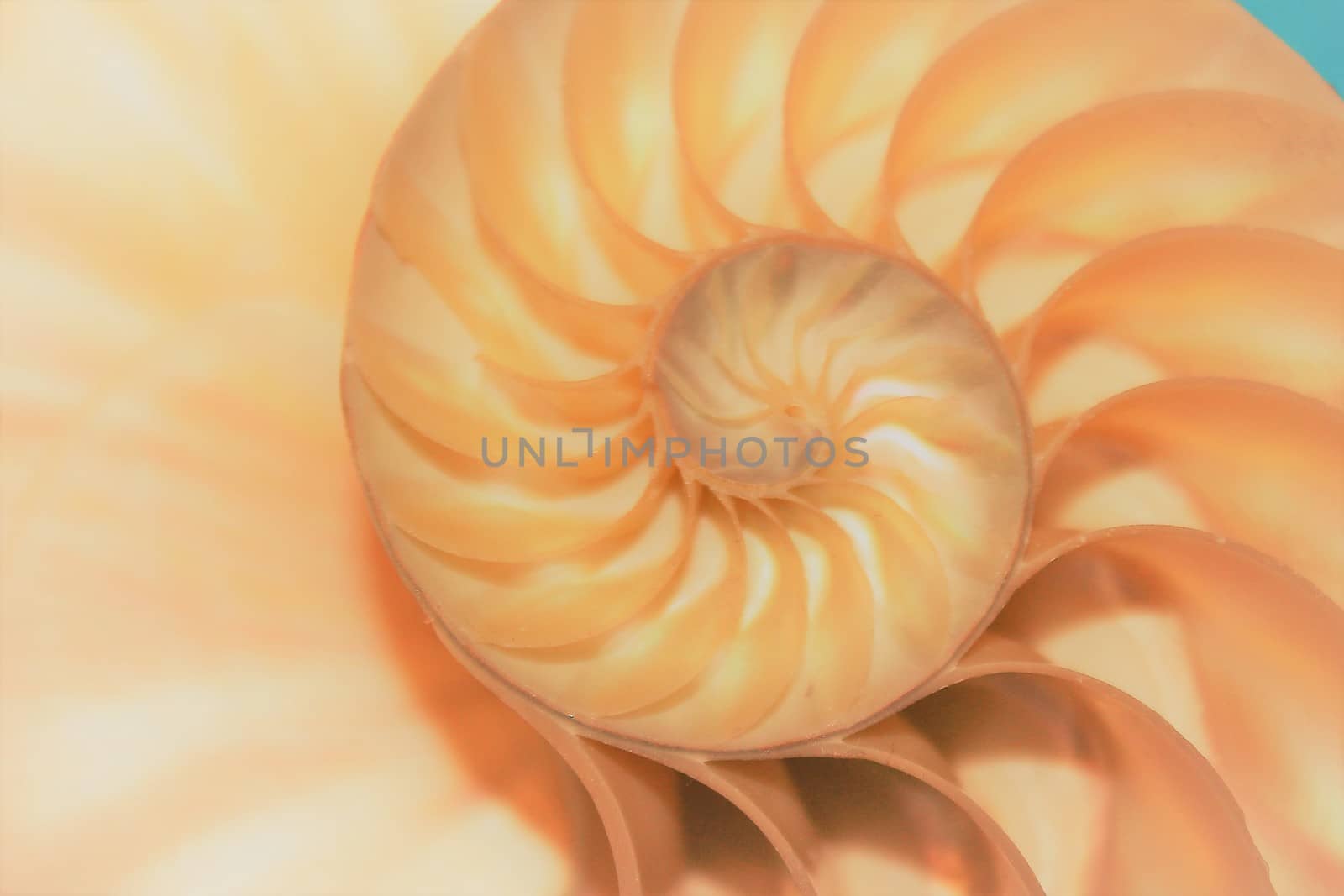 nautilus shell Fibonacci symmetry cross section spiral structure growth golden ratio  by cheekylorns