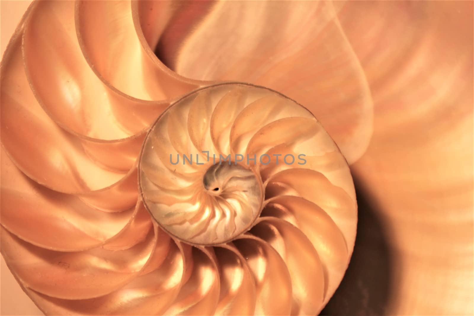 nautilus shell Fibonacci symmetry cross section spiral structure growth golden ratio  by cheekylorns