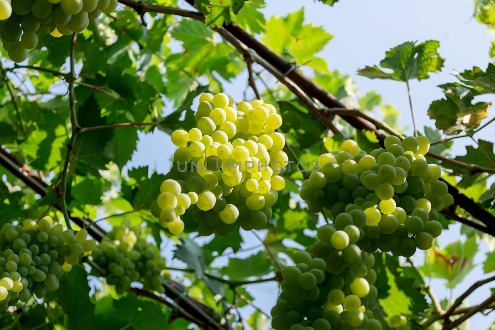 Bunch of grapes on a background of the sunny sky.