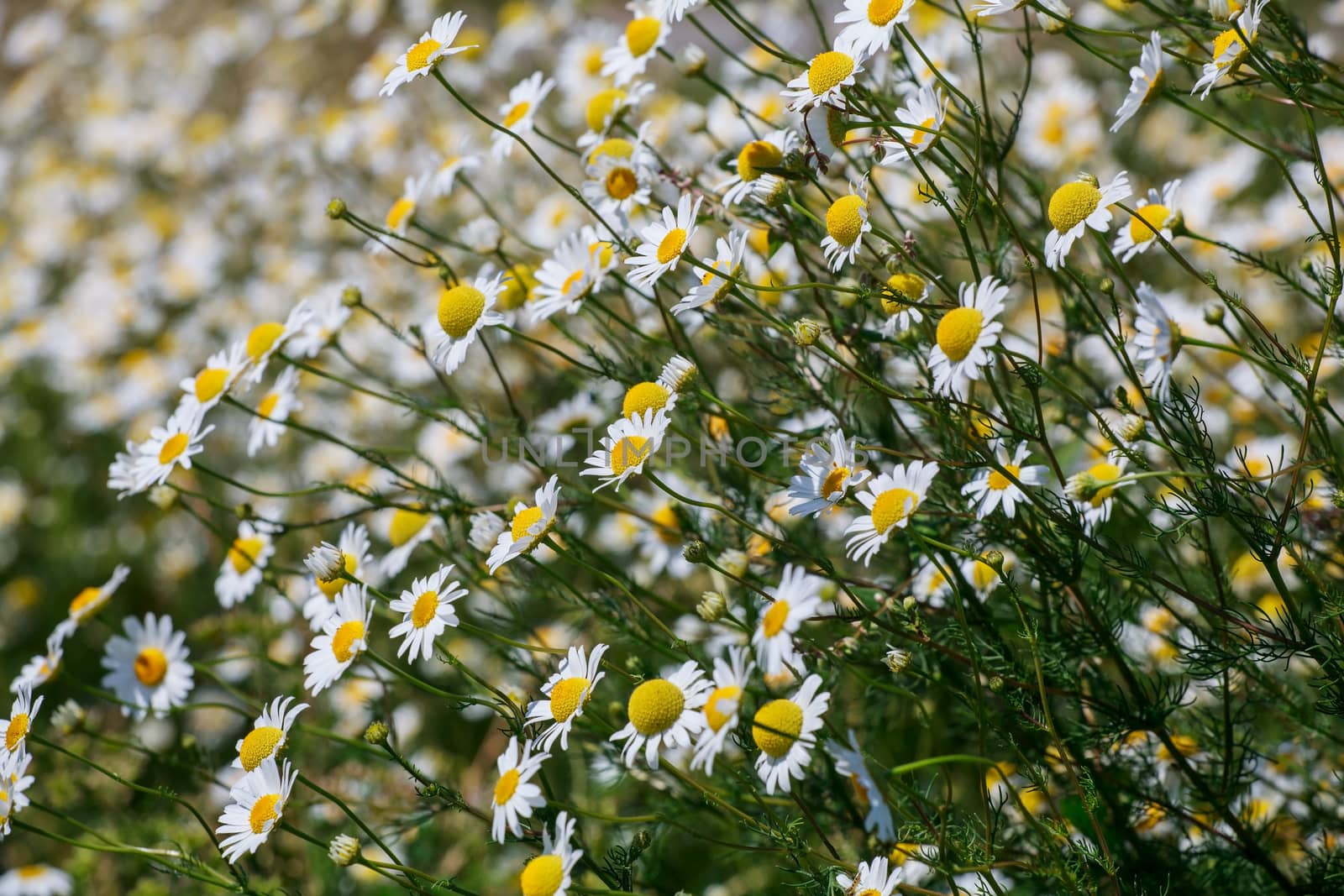 Wild chamomile flowers on a field sunny day. by fogen