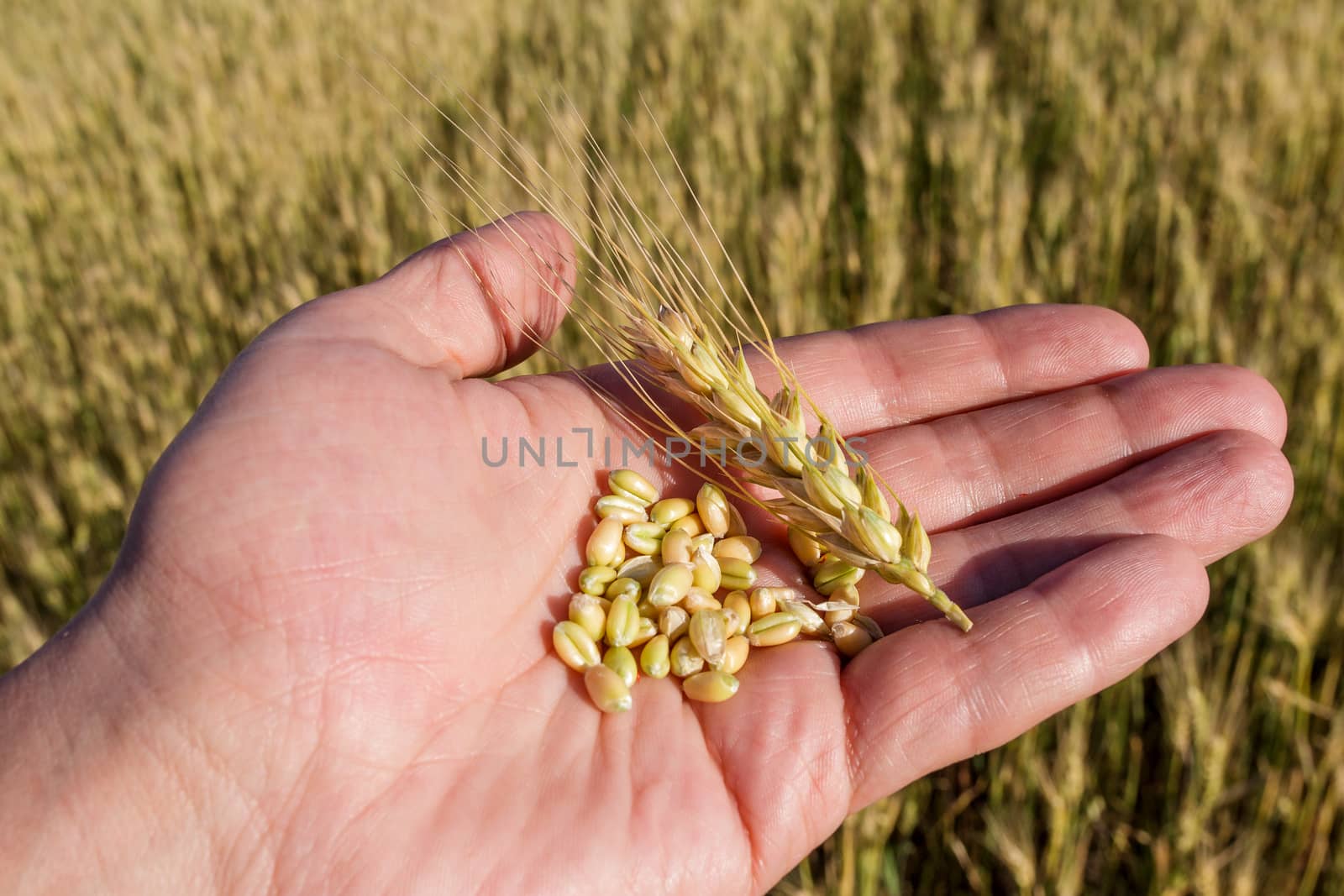 Agronomist is holding grain by fogen