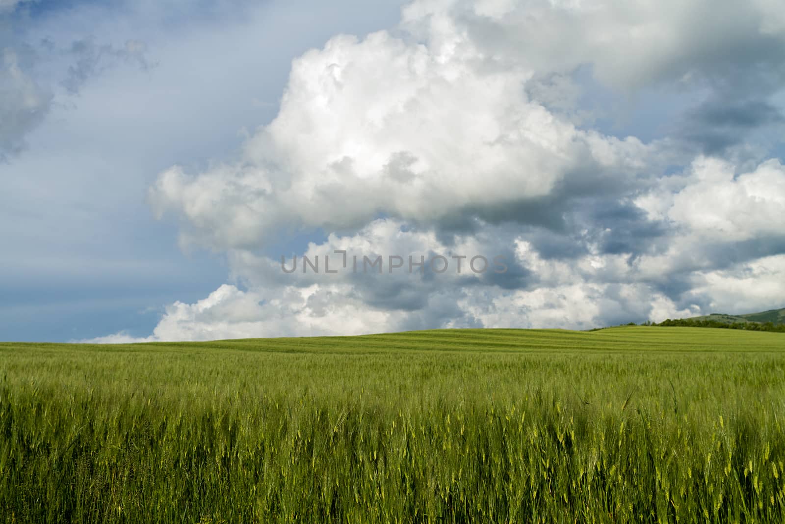 field of green wheat by fogen