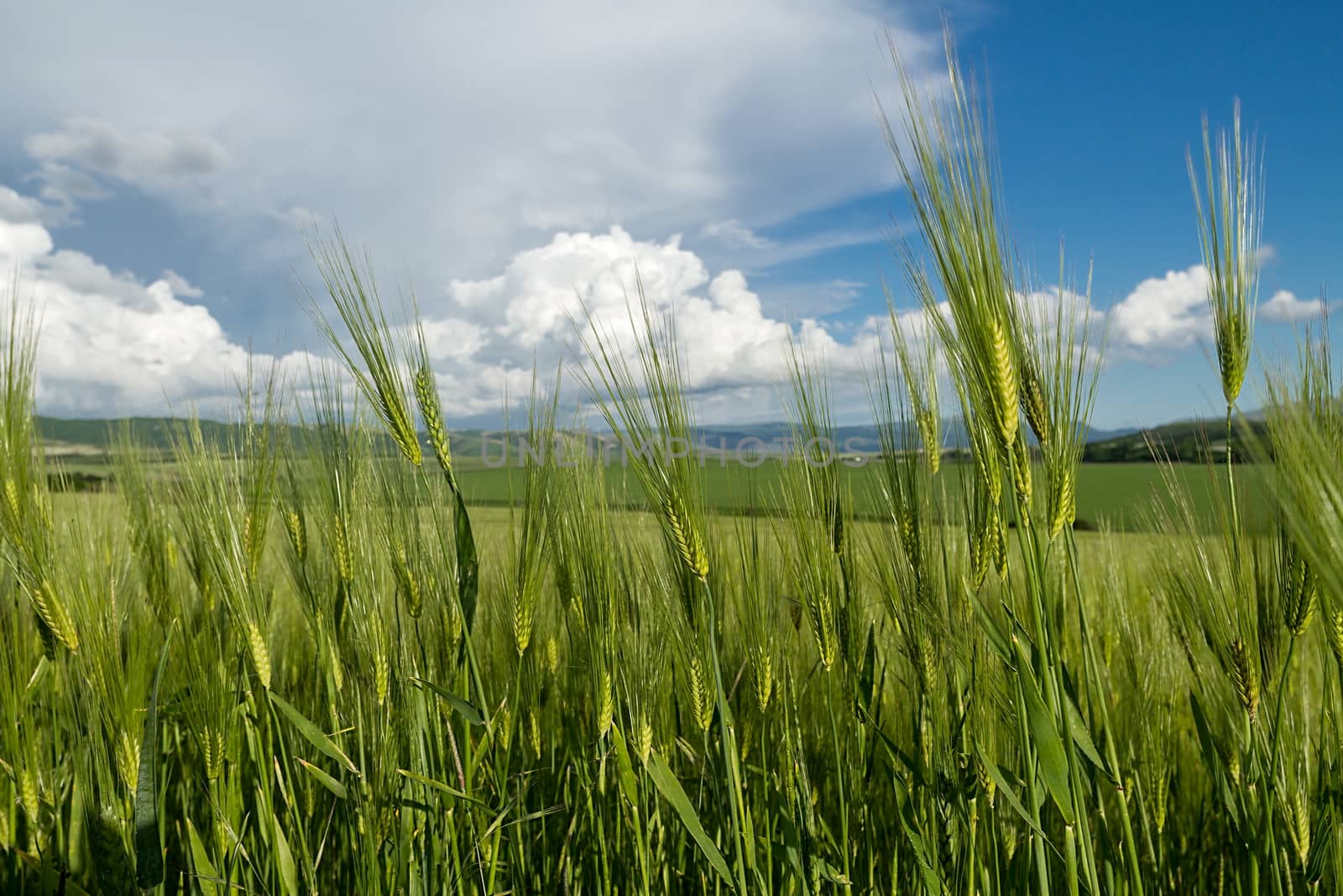 closeup ears of wheat against the sky