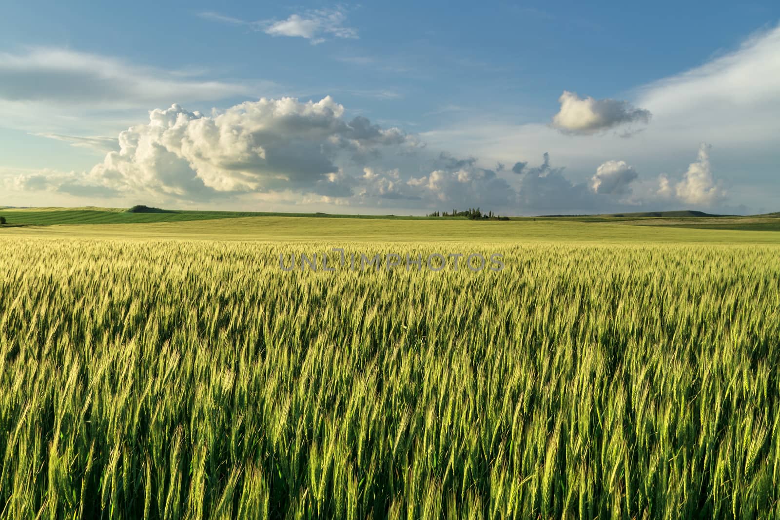 Panorama field of wheat against the blue sky with clouds