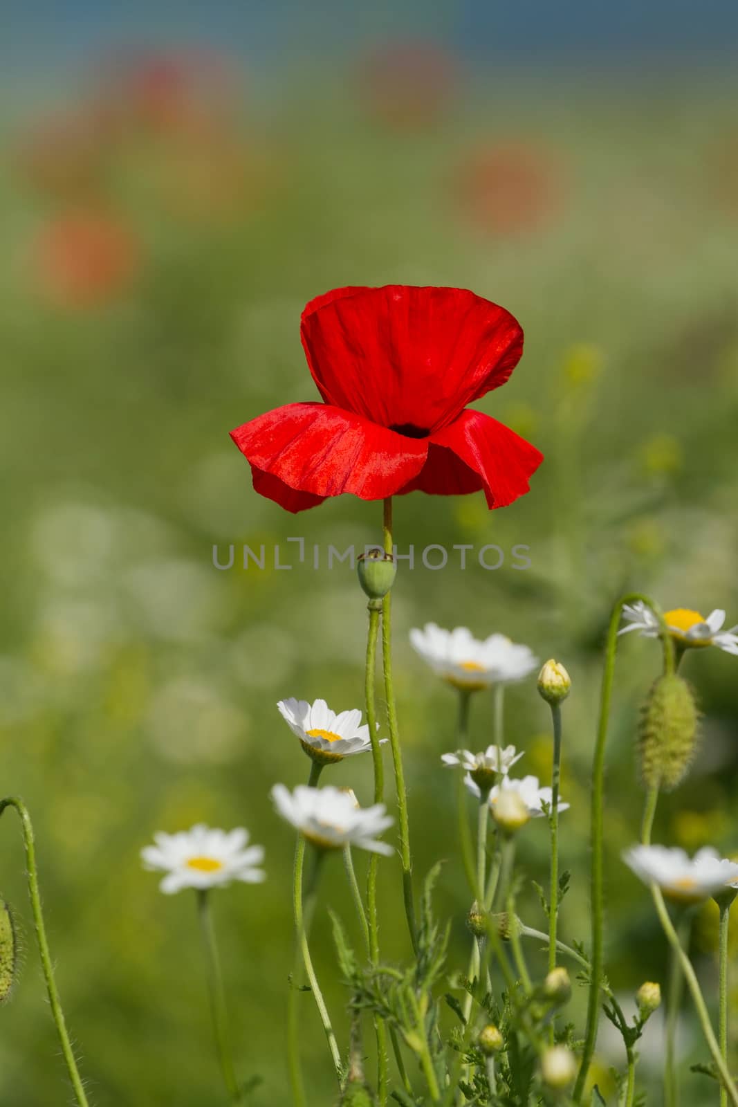 Lonely flower of wild red poppy on blue sky background with focus on flower by fogen