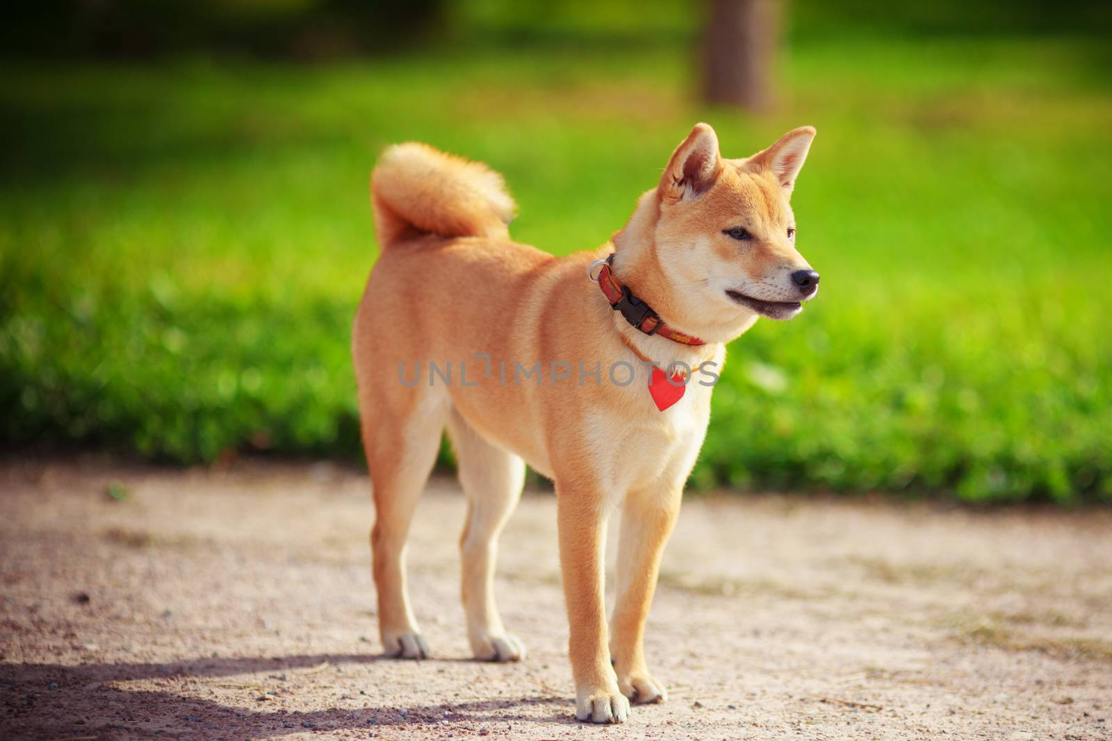 A young shiba inu in green garden