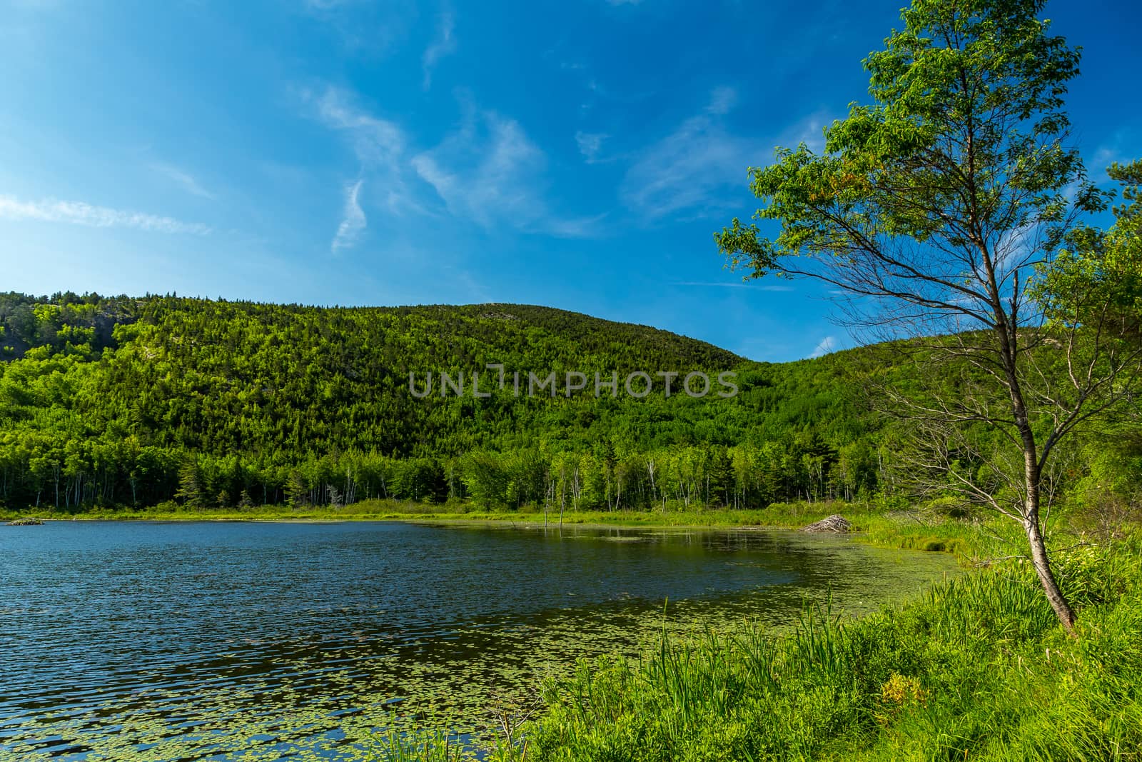 A beaver lodge sits along the shoreline on Beaver Dam Pond in Acadia National Park, Maine. The lodge has underwater entrances, making nearly impossible for any other animal.