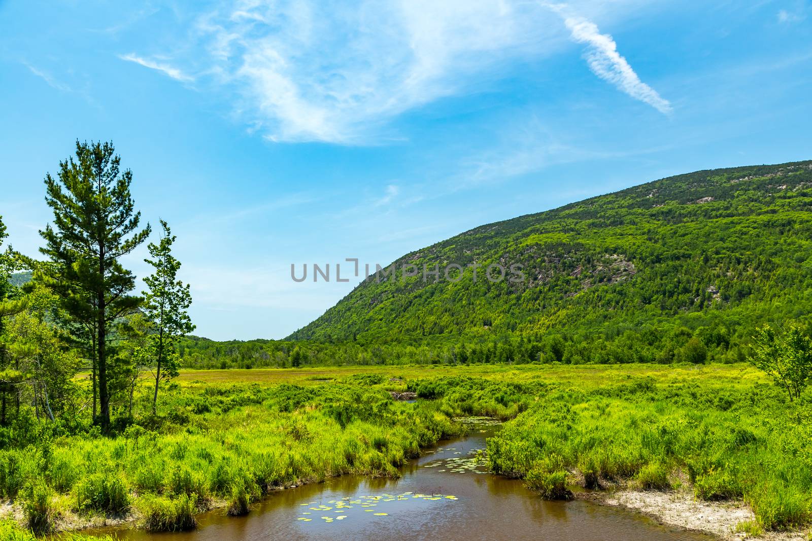 Beaver Dams are visible upstream at Cromwell Brook in Acadia National Park, Maine. Beaver dams are created as protection against predators, such as coyotes, wolves, and bears, and to provide easy access to food during winter.