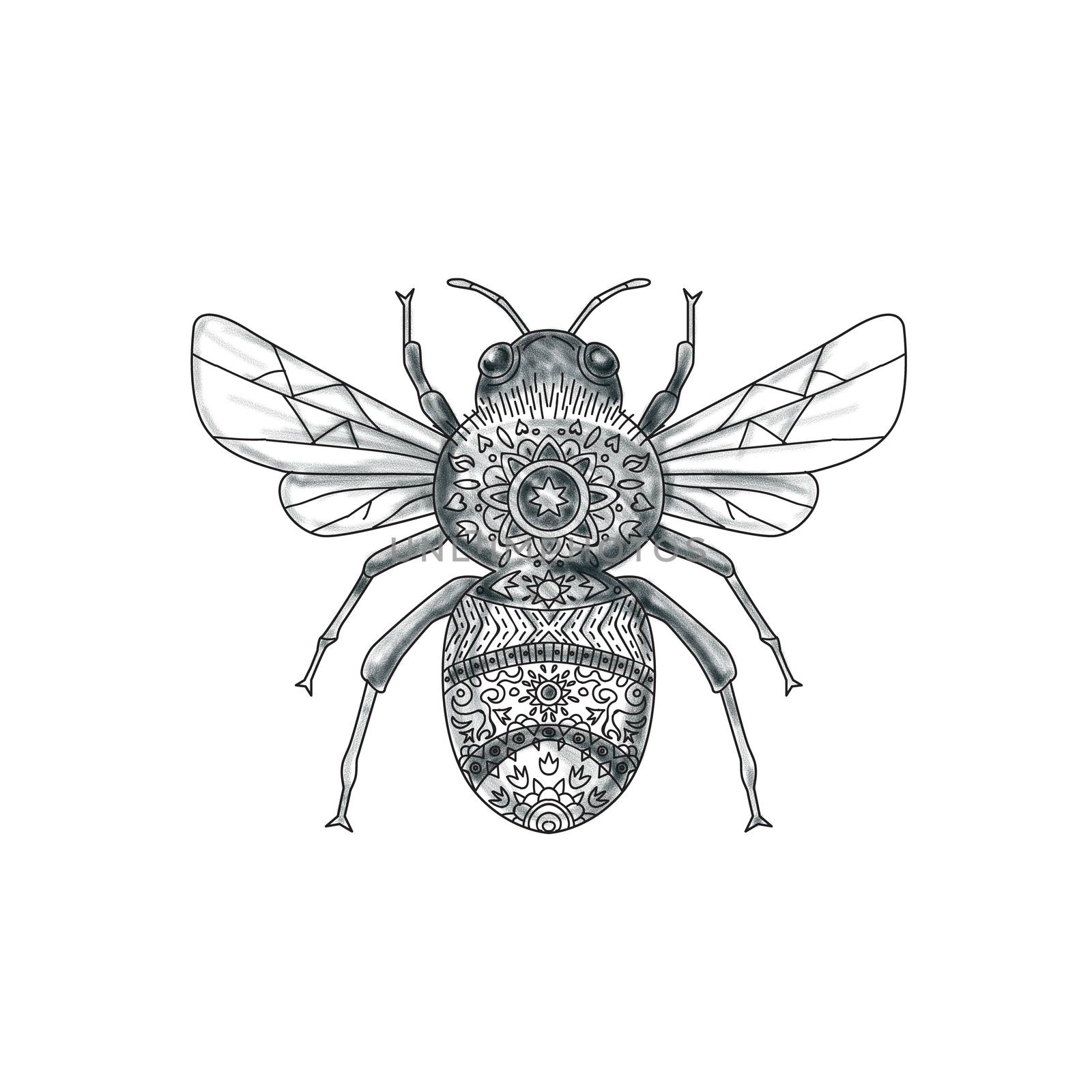 Tattoo style illustration of a bumblebee or bumble bee, a member of the genus Bombus, part of Apidae, one of the bee families set on isolated white background. 