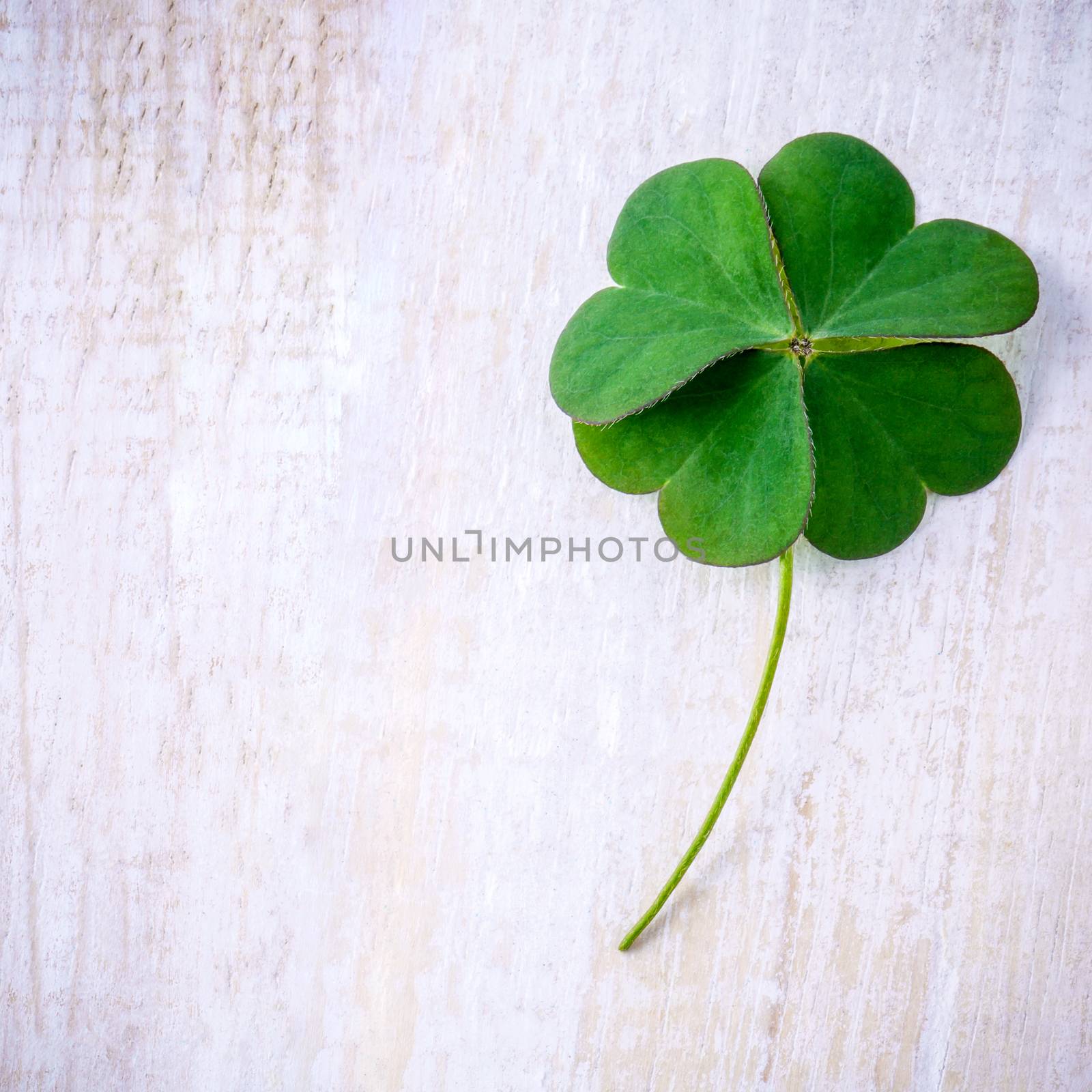 Clover leaves on shabby wooden background. The symbolic of Four Leaf Clover the first is for faith, the second is for hope, the third is for love, and the fourth is for luck.