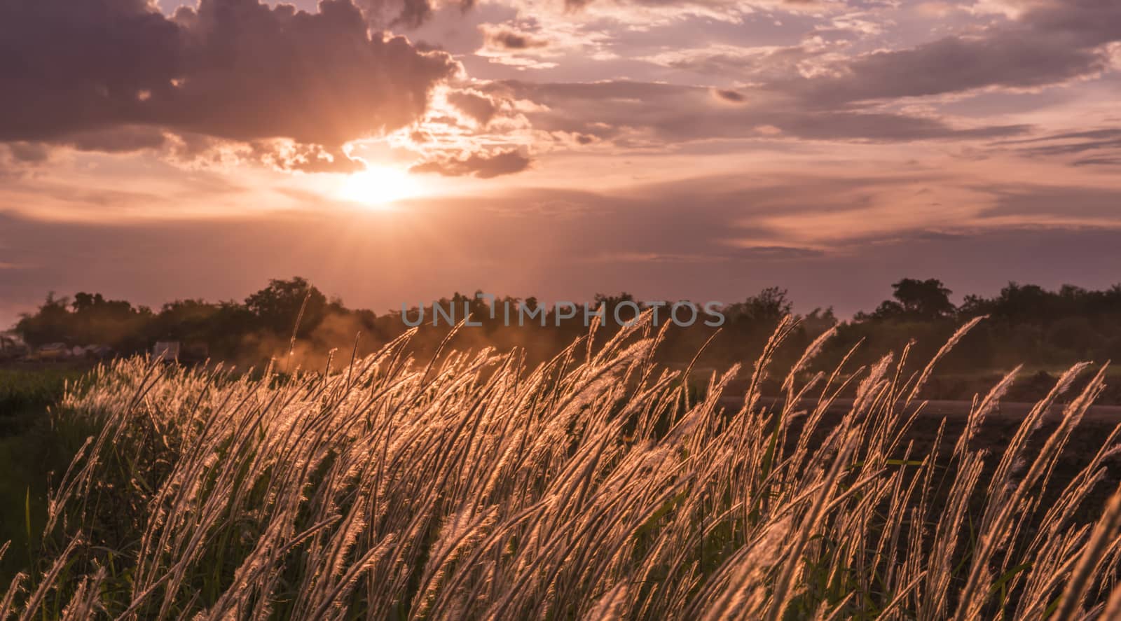 grass and the sunset in the evening.