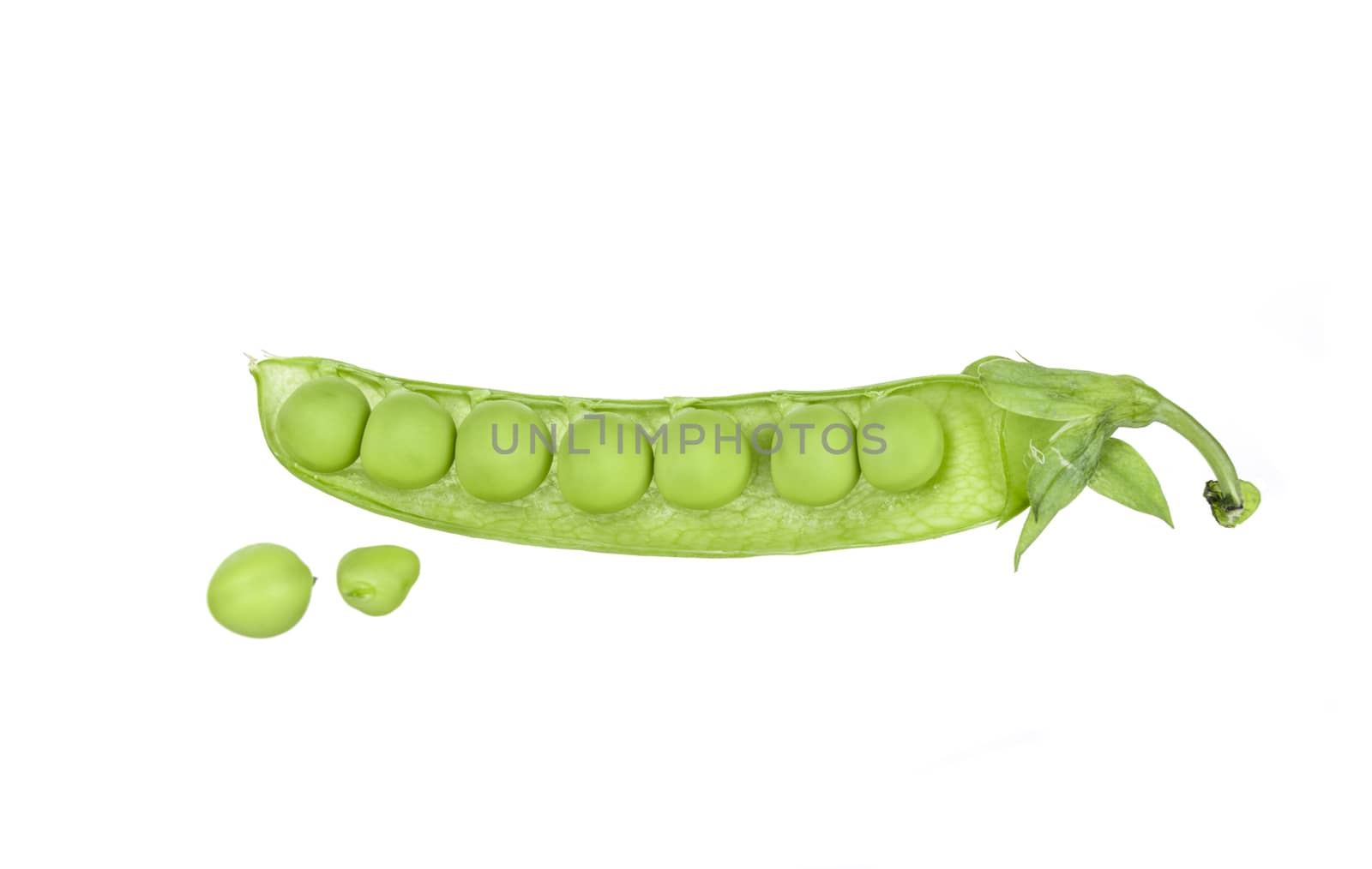 String bean isolated on a white background.