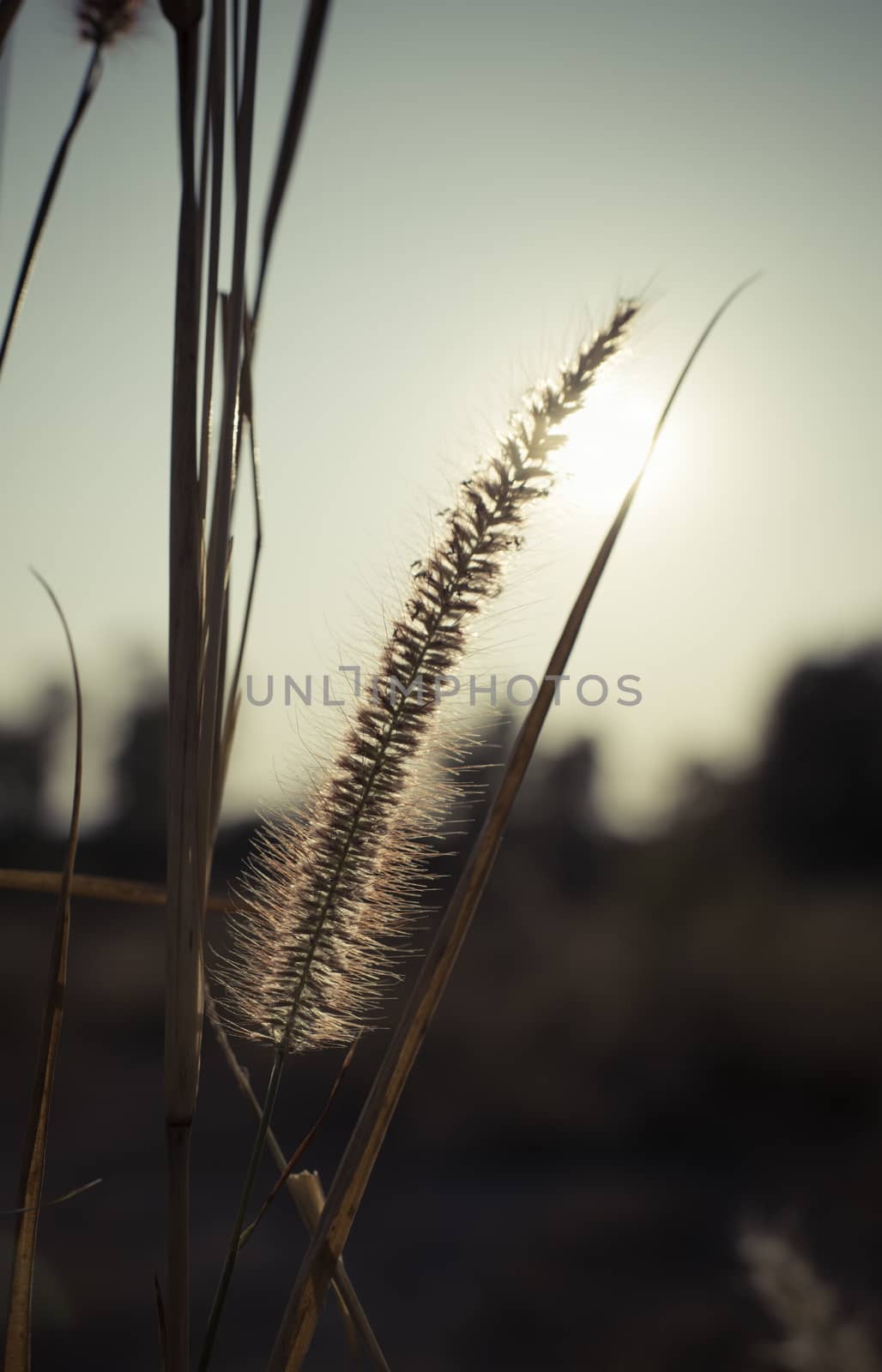 Pennisetum pedicellarum weed plant flower.