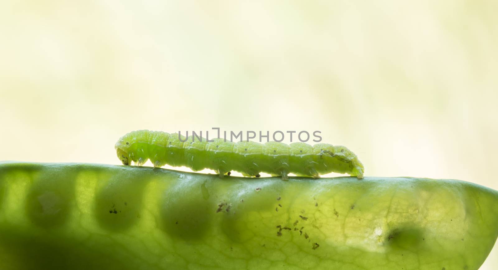 Green worms climb the beanstalk and a backdrop of natural light.