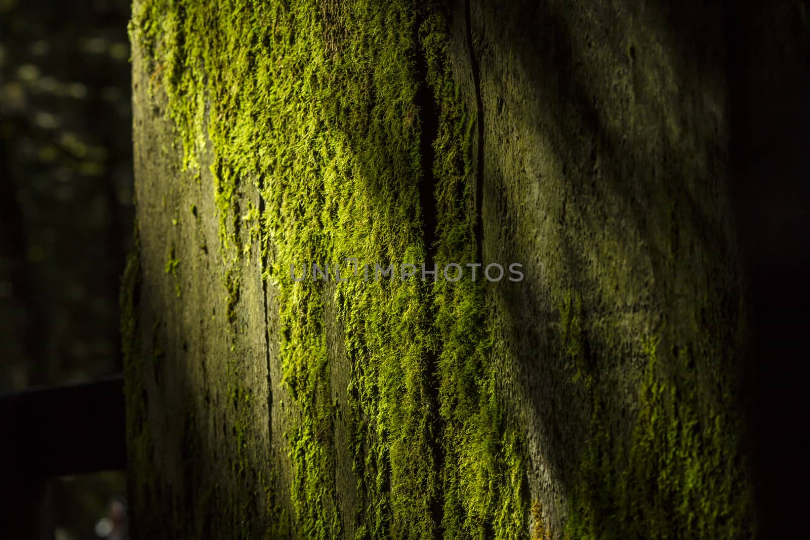 Anophyte on the branches of the tree.