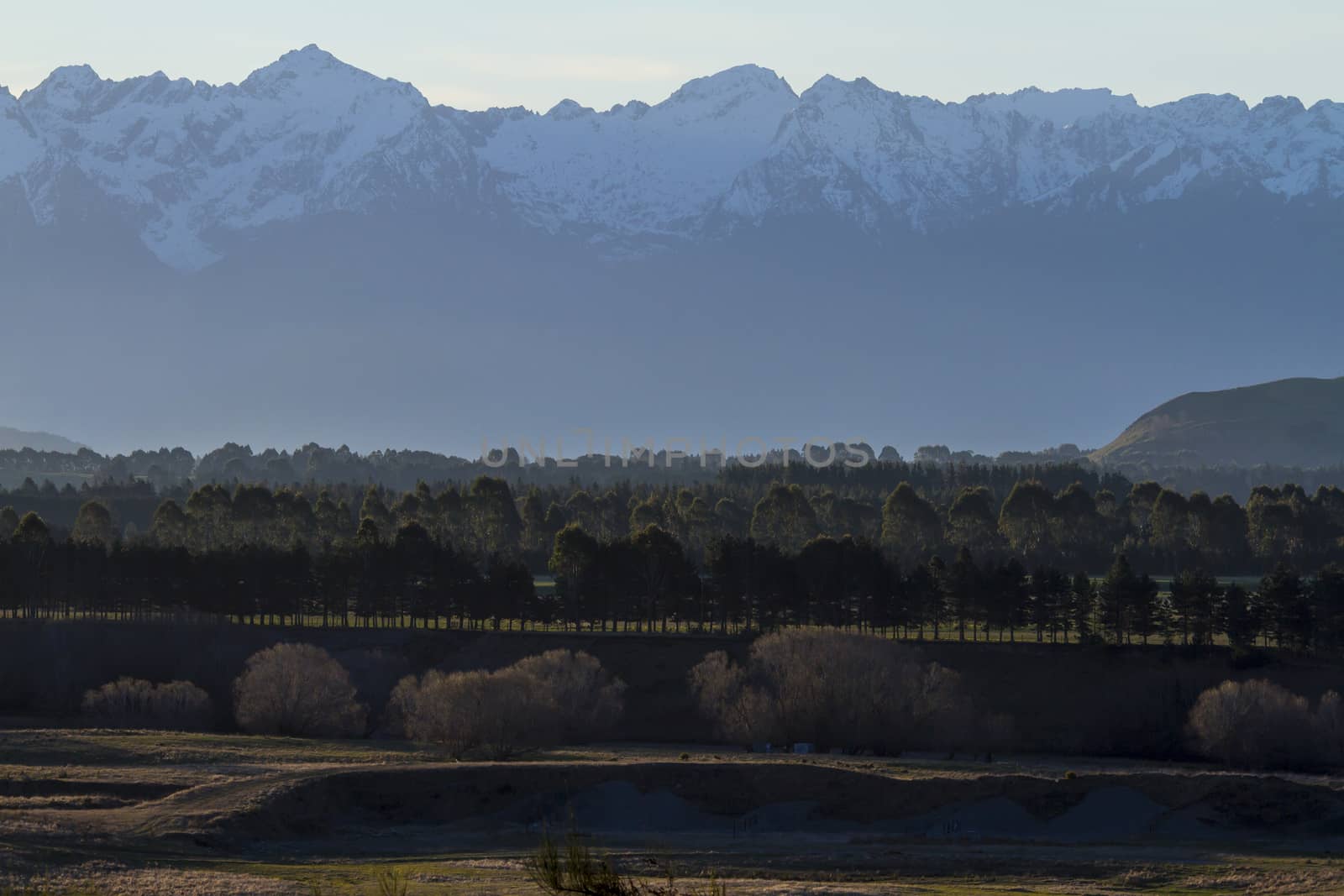 The forest in New Zealand by Chudakov