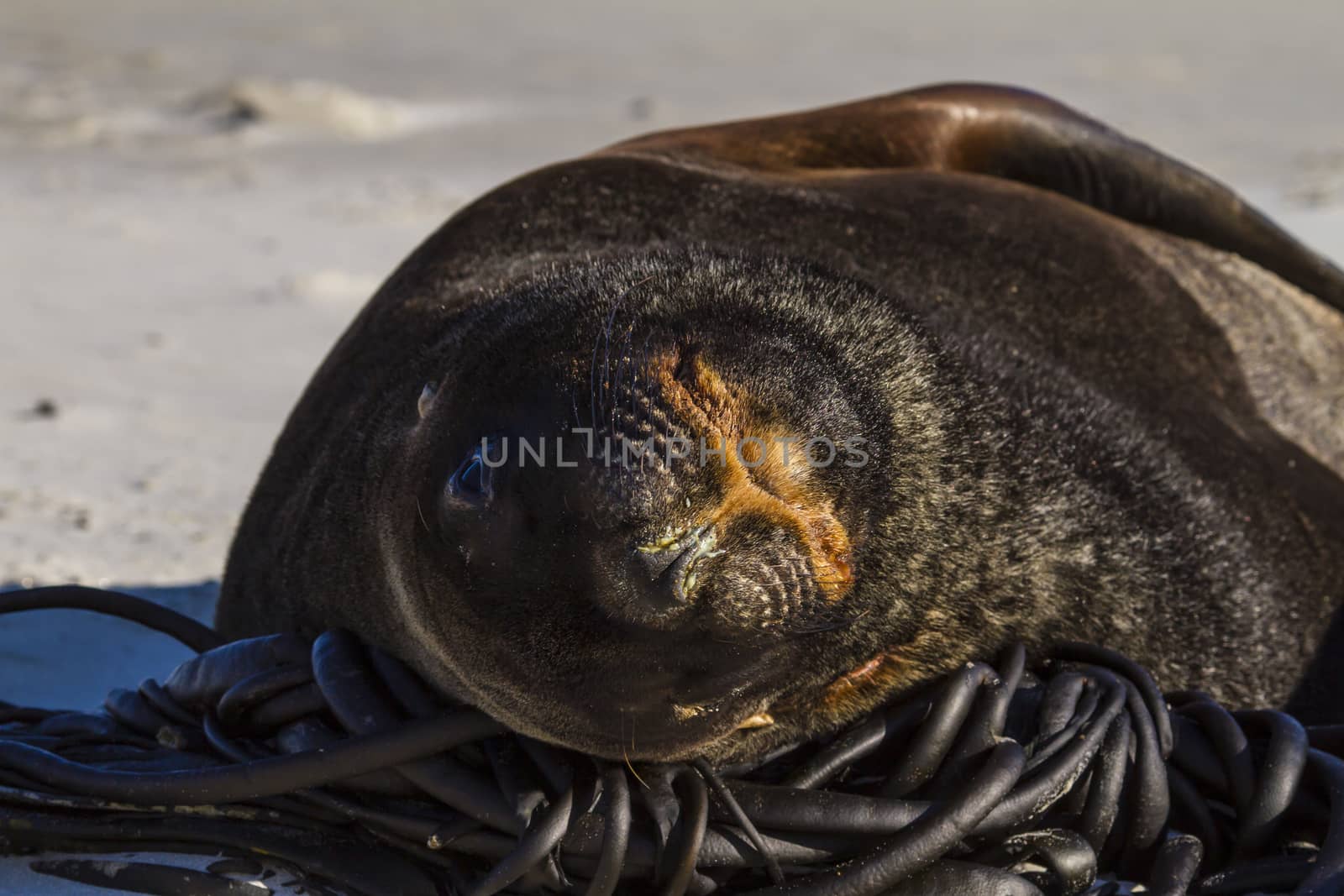 Fur seal on the beach of the sea. New Zealand