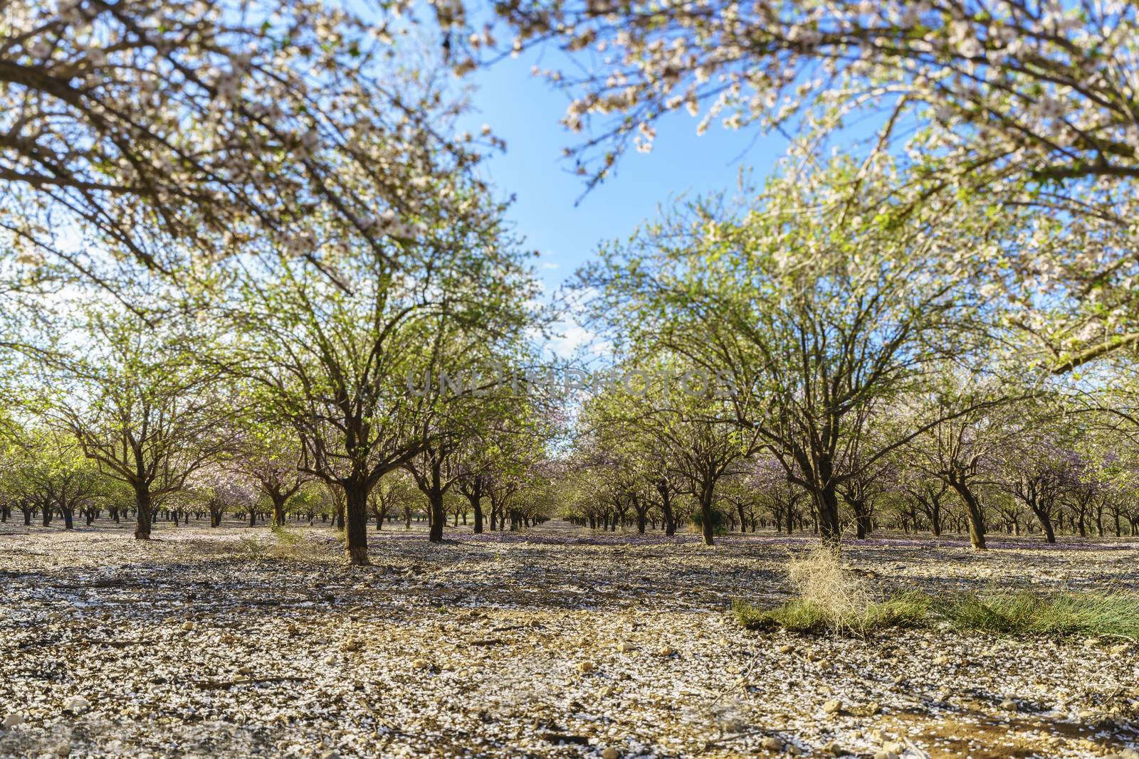 Agricultural landscape, a garden with flowering fruit trees