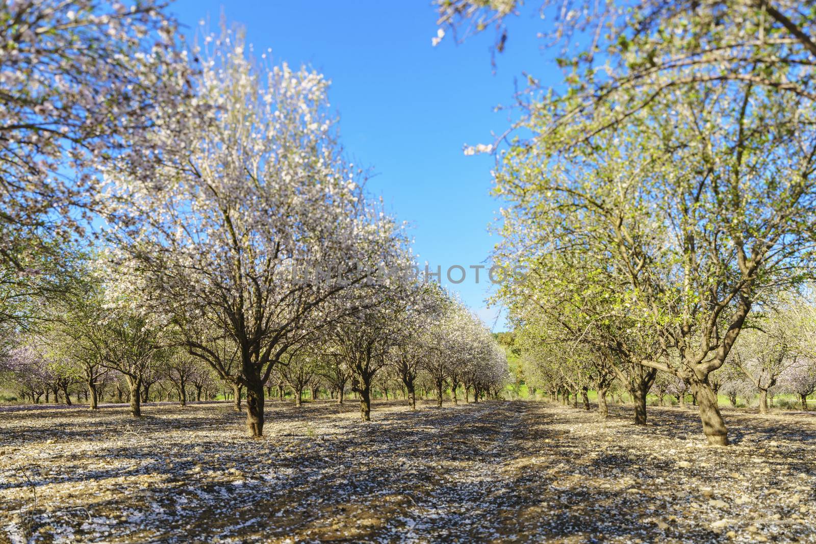 Agricultural landscape, a garden with flowering fruit trees