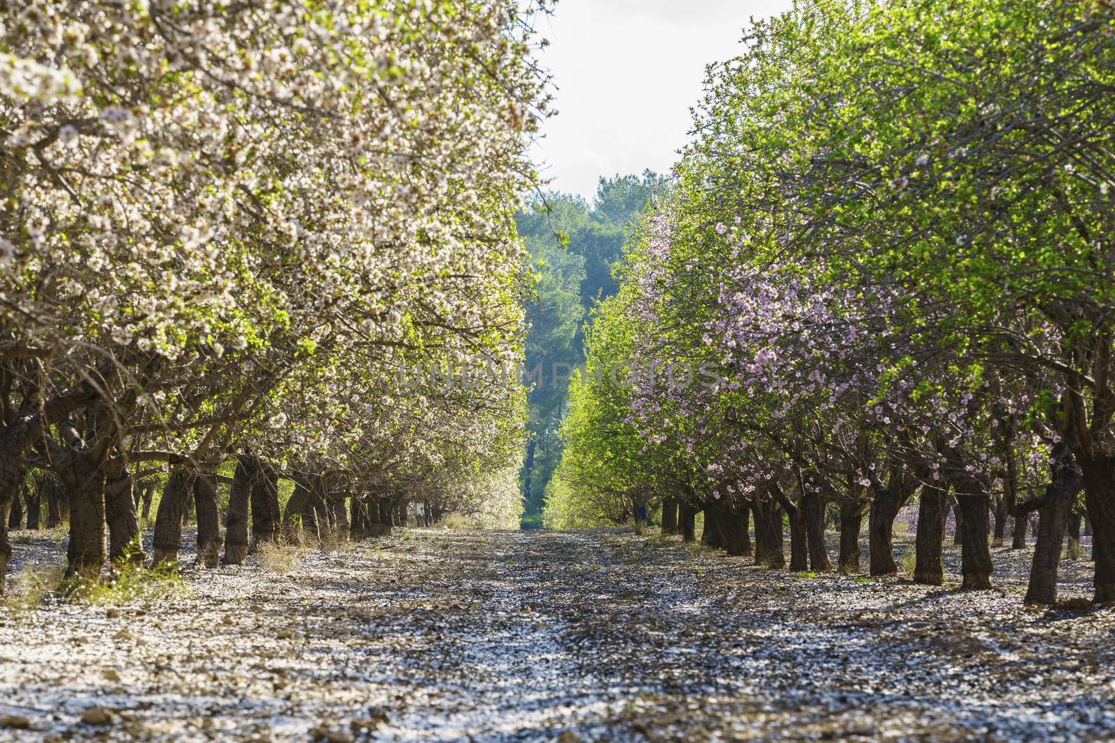 Agricultural landscape, a garden with flowering fruit trees