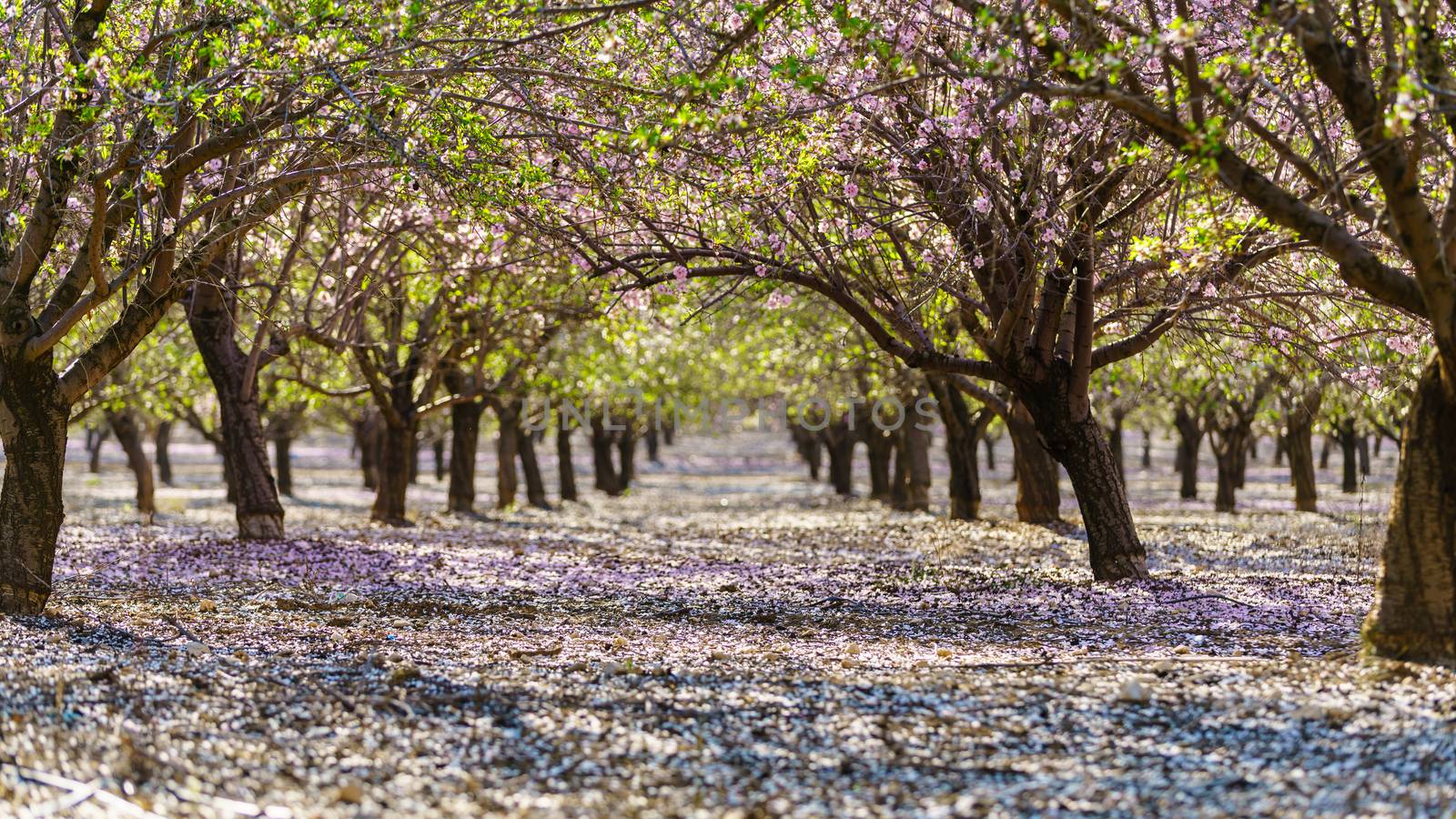Agricultural landscape, a garden with flowering fruit trees