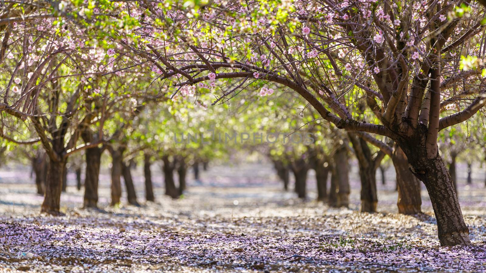Agricultural landscape, a garden with flowering fruit trees