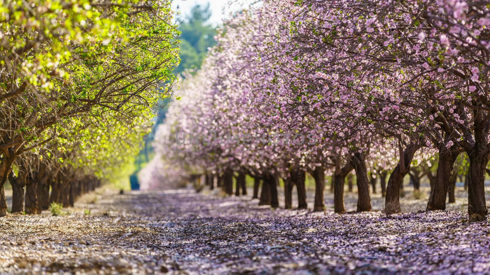 Agricultural landscape, a garden with flowering fruit trees